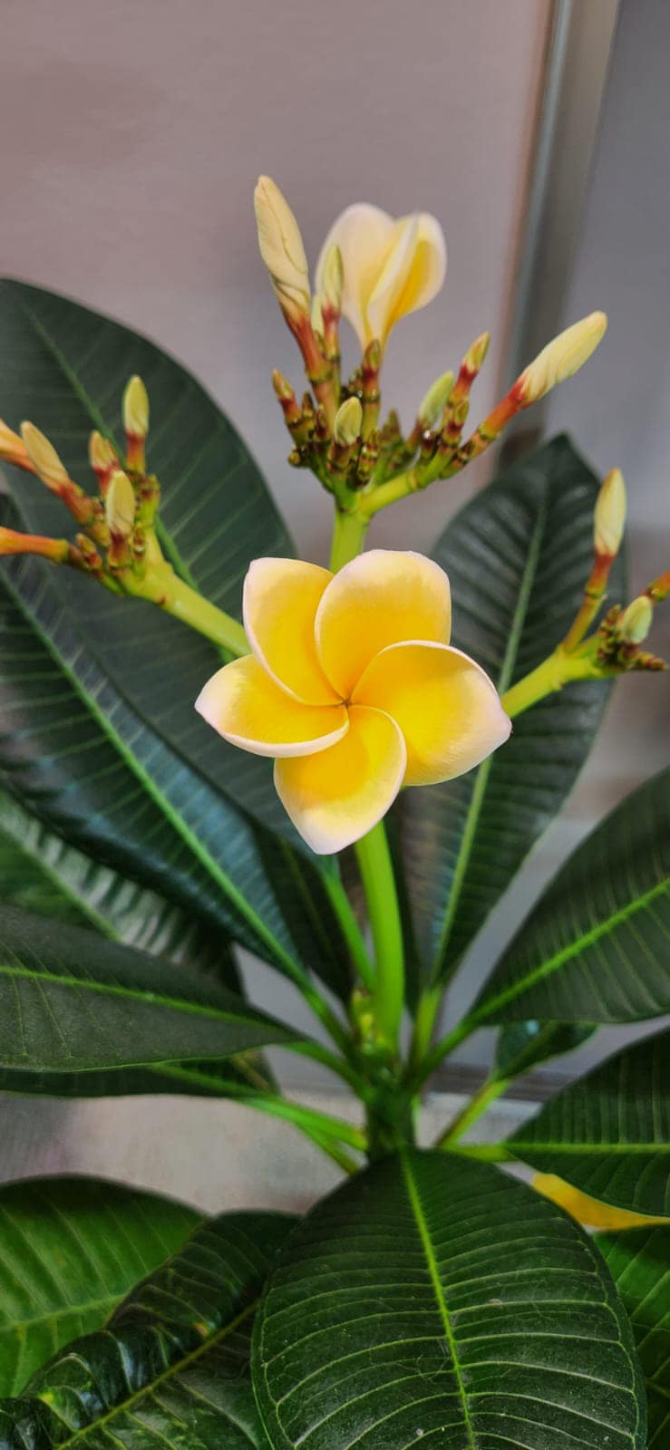 Plumeria flowers in zone 5b