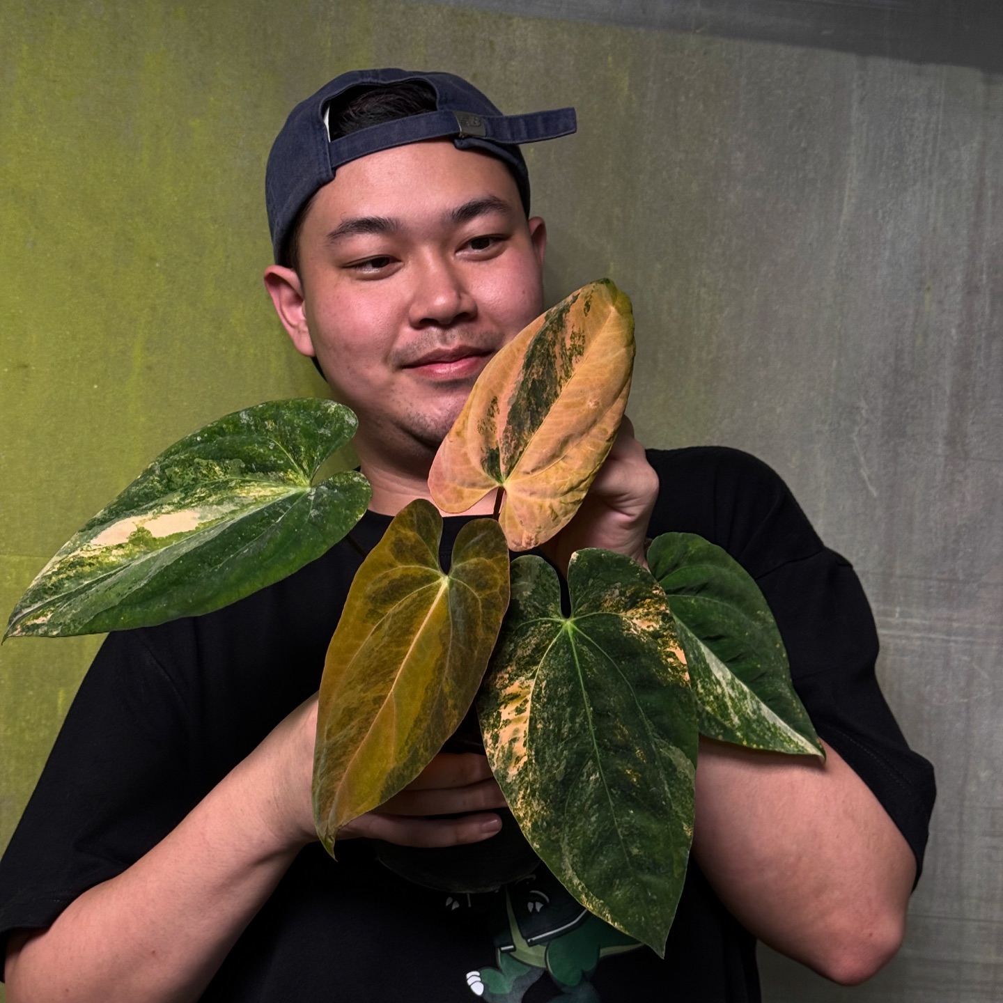 Anthurium RVDP x Ralph Lynam🇮🇩