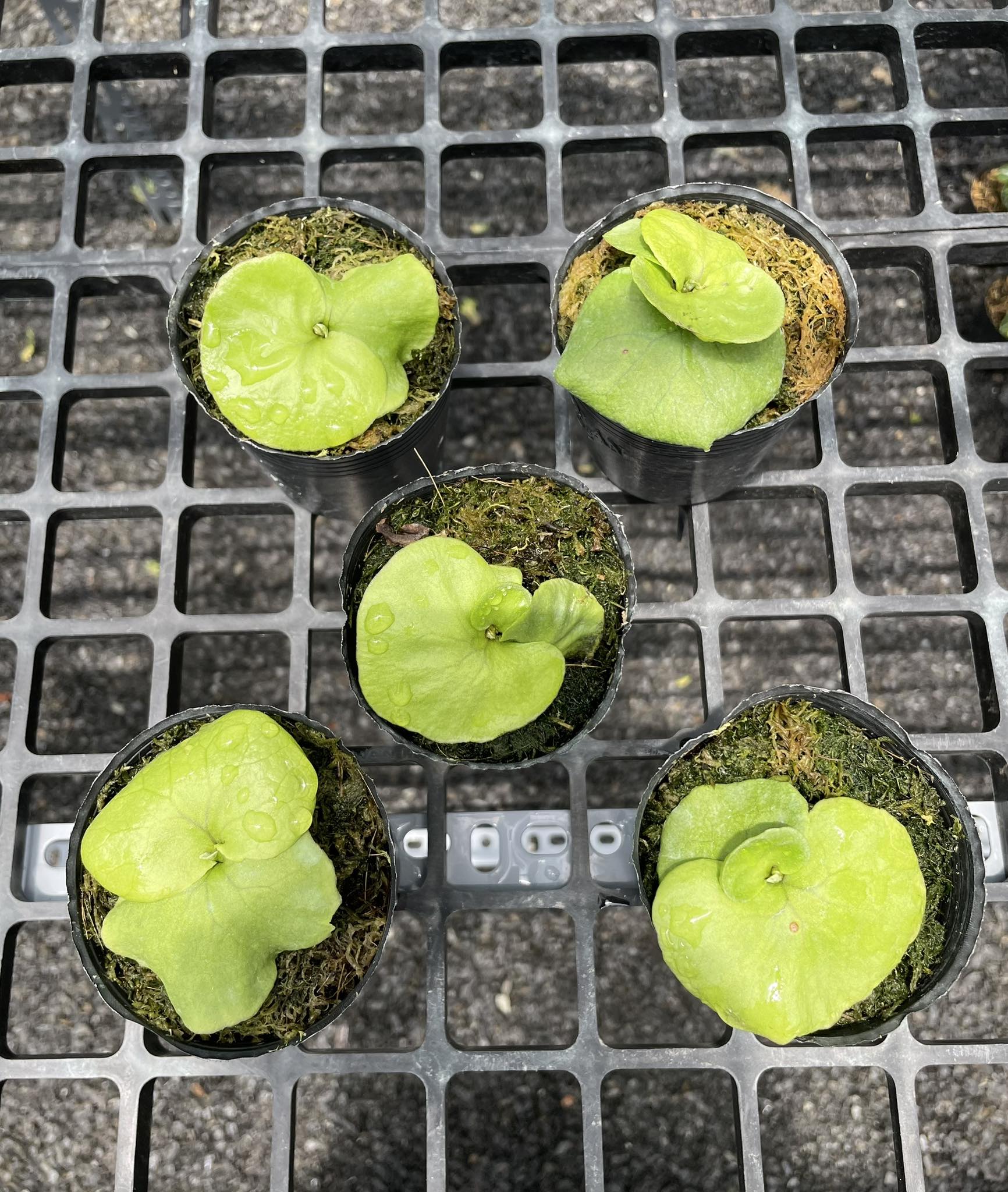 Platycerium - Sàn giao dịch ổ rồng | Ổ rồng ridley 70k/ổ đi đơn từ 2 ổ ...