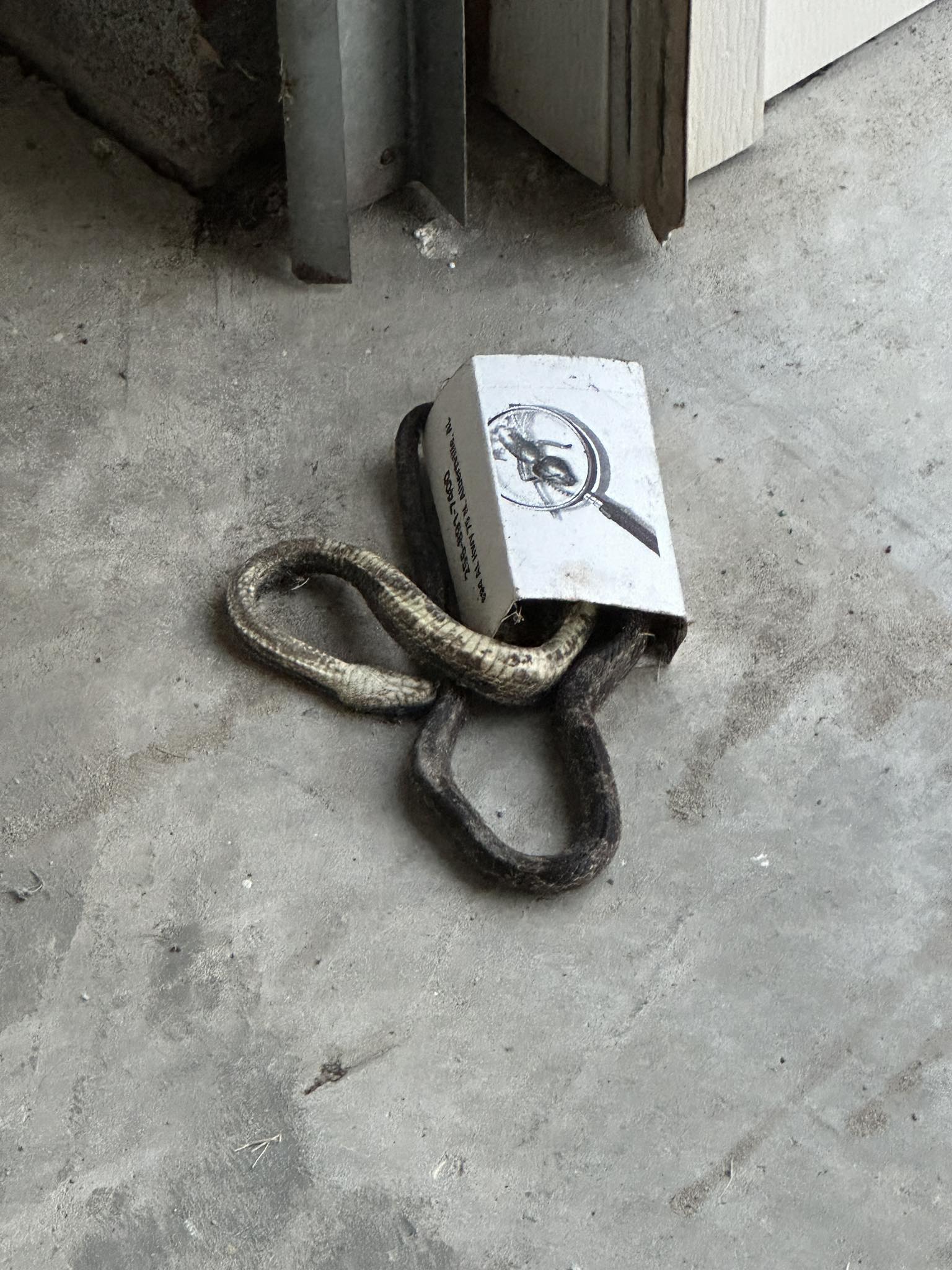 Rusty Glines - This was in the garage this morning after I... | Facebook