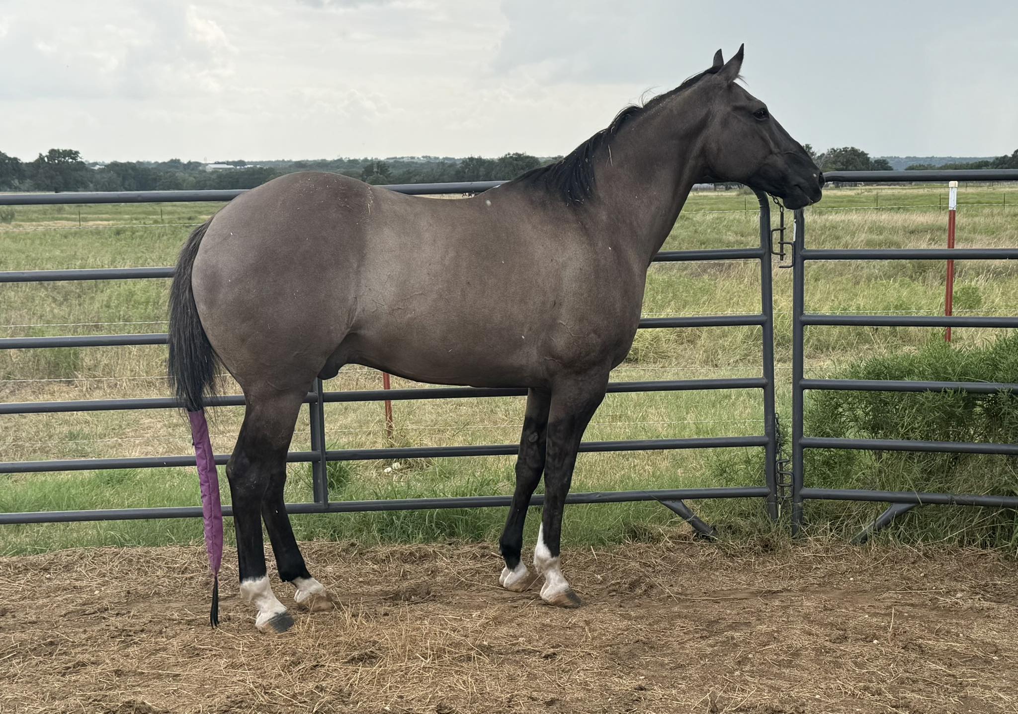 Twisted M Performance Horses | Stephenville TX