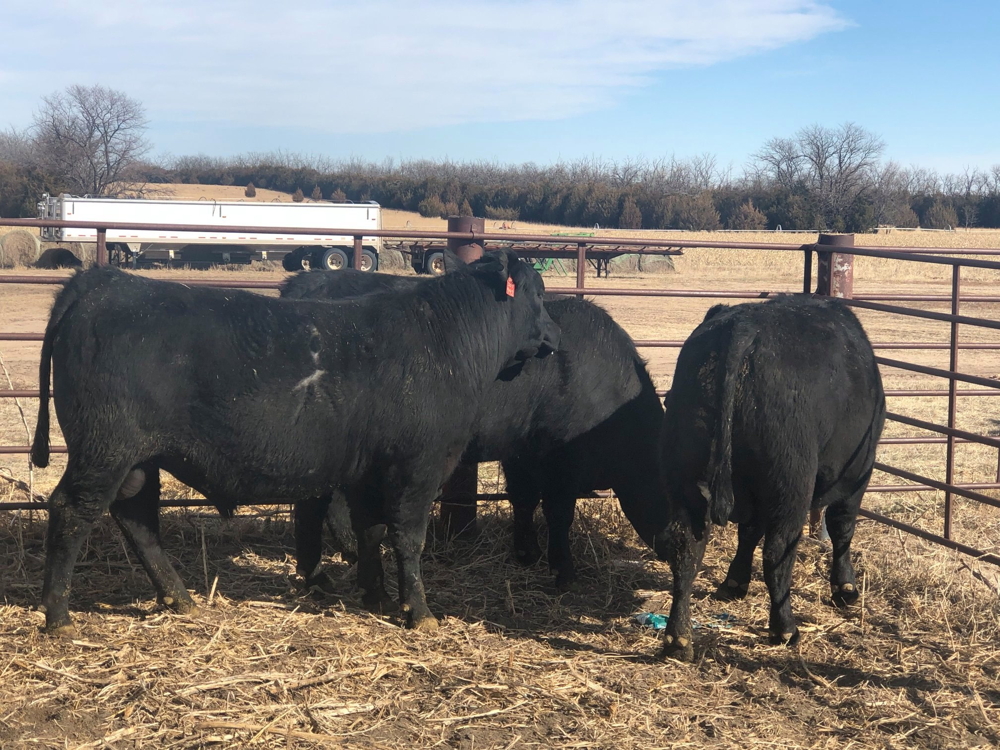 Diamond K Angus Ranch | Springerville AZ