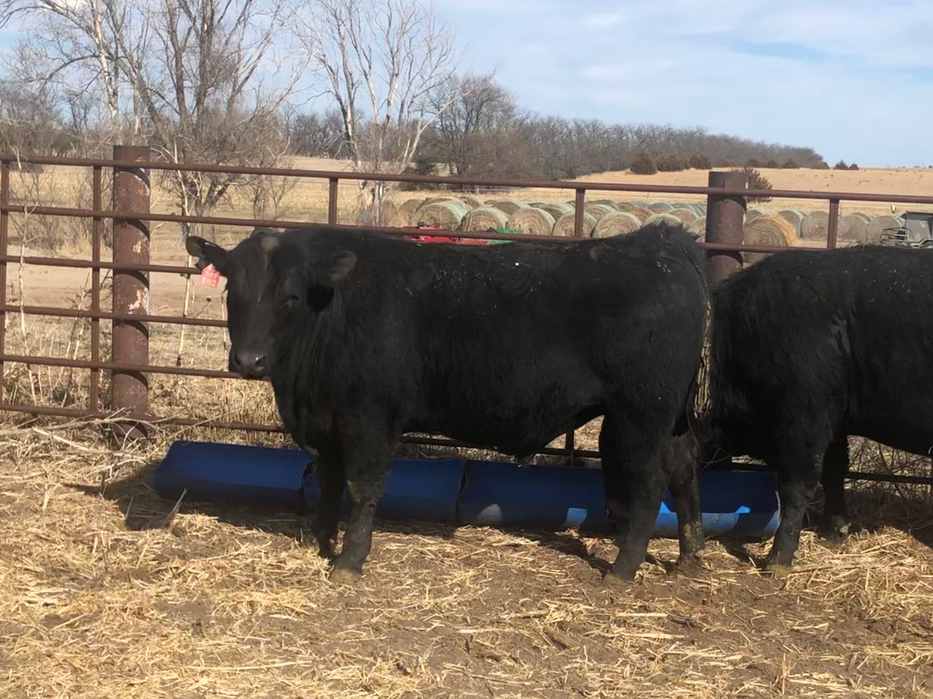 Diamond K Angus Ranch | Springerville AZ