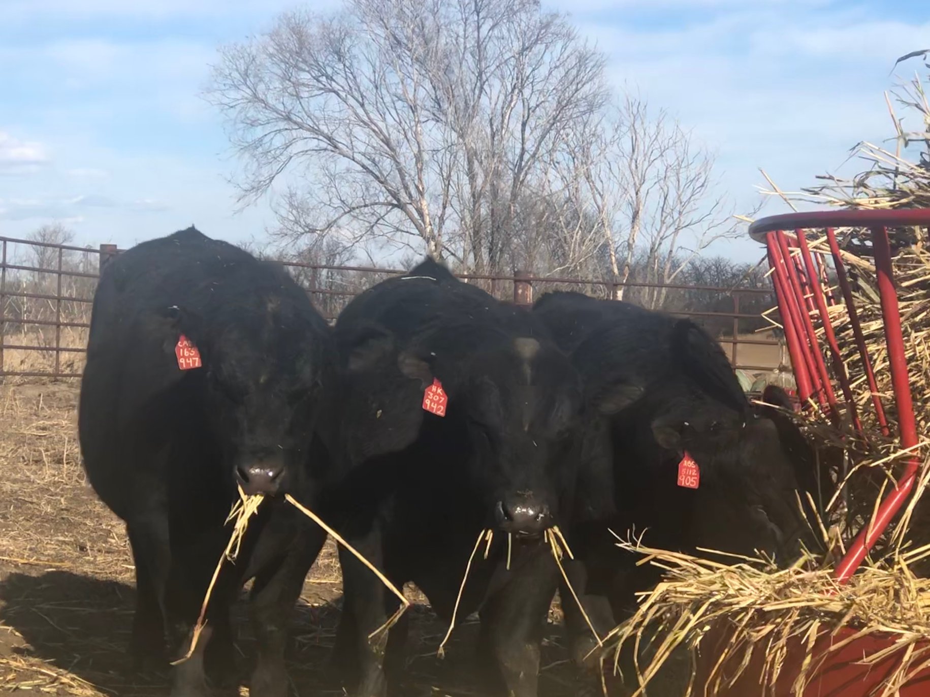 Diamond K Angus Ranch | Springerville AZ