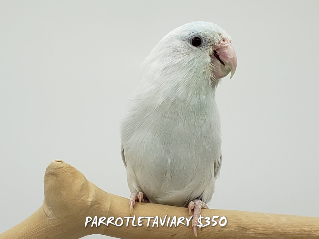Visual Reference: Pacific Parrotlet
