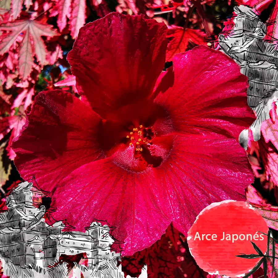 XIAT - ¿Ya conoces el Arce Japonés? 🍁🌺 Este árbol...