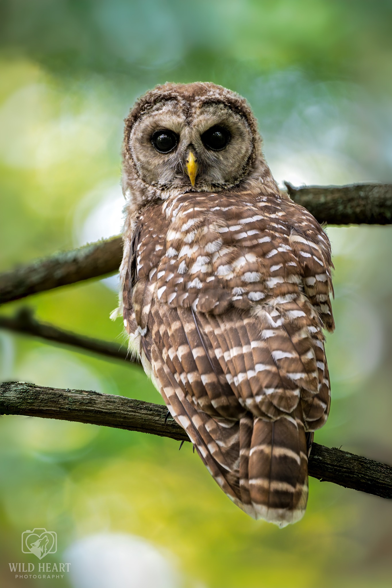 Juvenile Bard Owl Jul 2025 Nikon Z9 + NIKKOR Z 800mm f/6.3 VR S