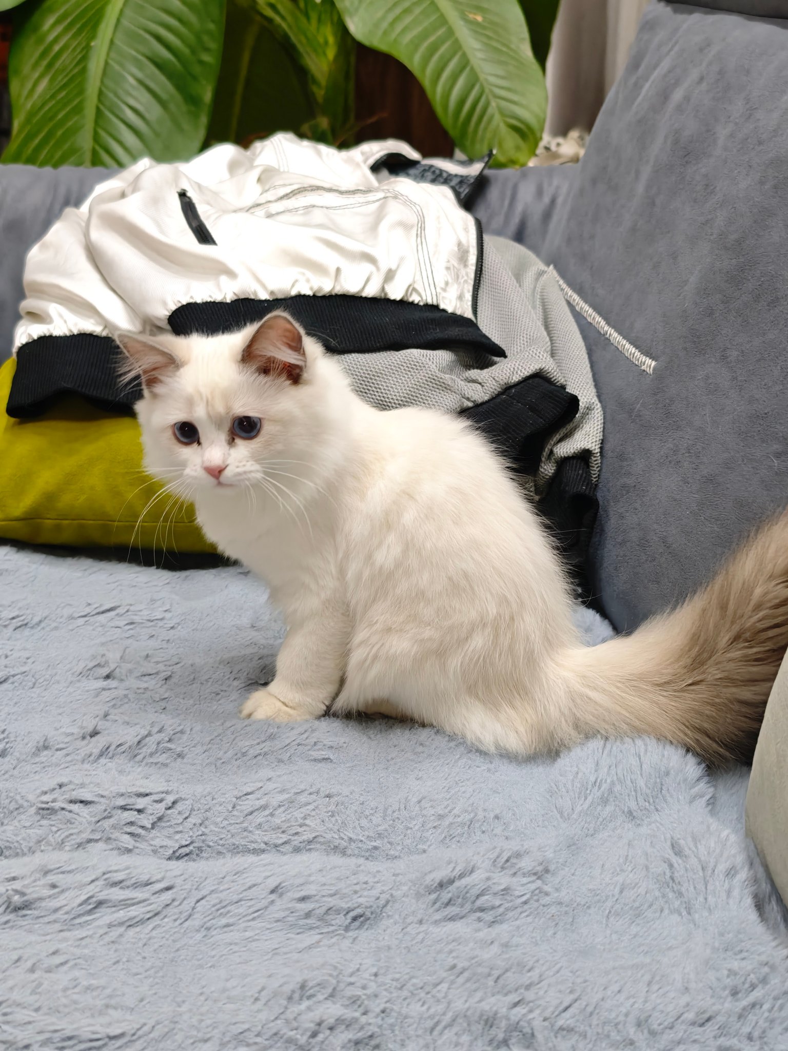 HỘI YÊU CHÓ MÈO CẢNH HÀ NỘI | Tìm nhà cho bé gái Ragdoll 4 tháng xinh ...
