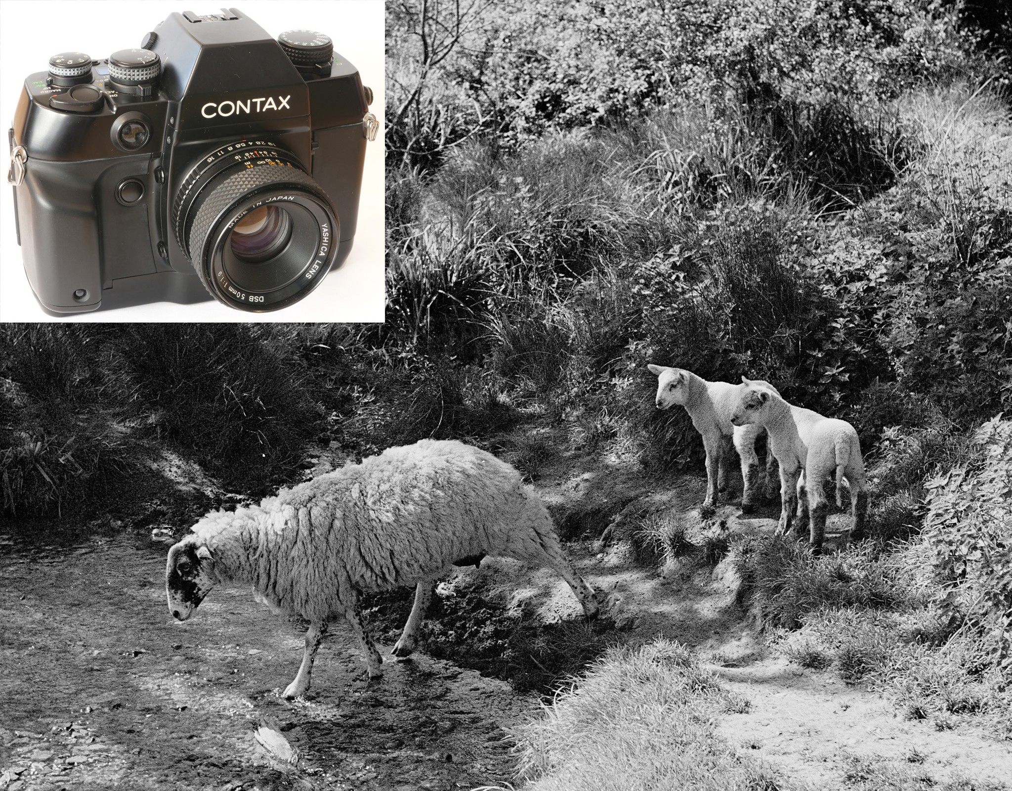 Contax ax camera still works after 28 years | New York