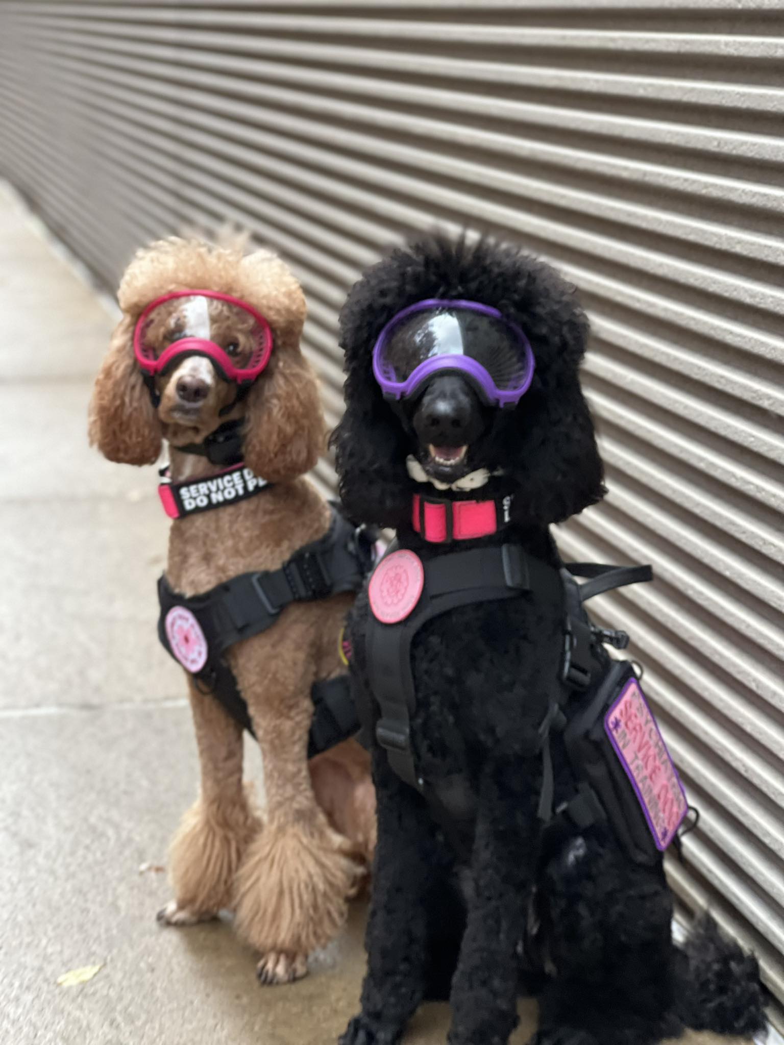Where to find large purple Rex Specs dog goggles?