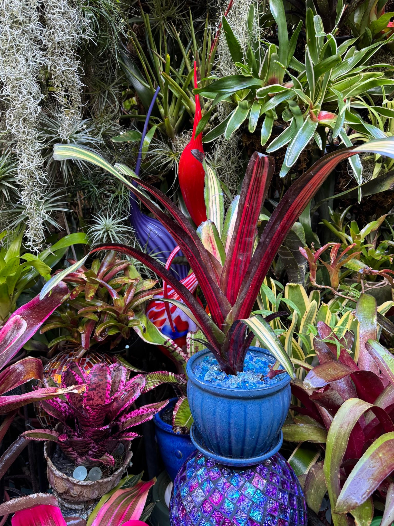 Billbergia 'Allan Ladd' bromeliad with vibrant variegated leaves