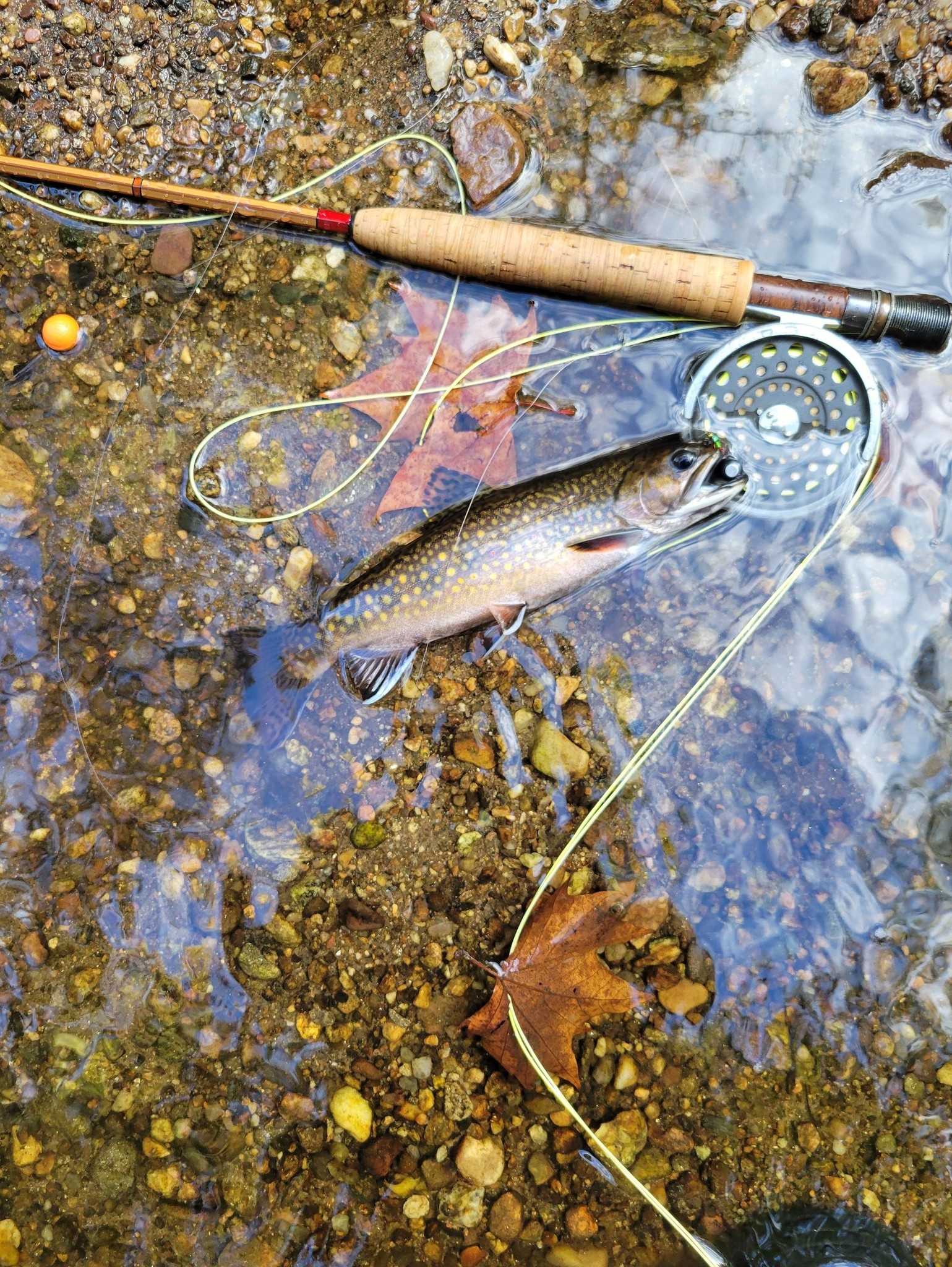 Drying a dry fly - Trout and Salmon