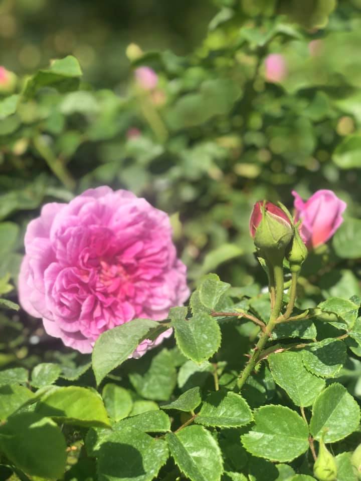 Roach's Roses and Nursery | Eureka