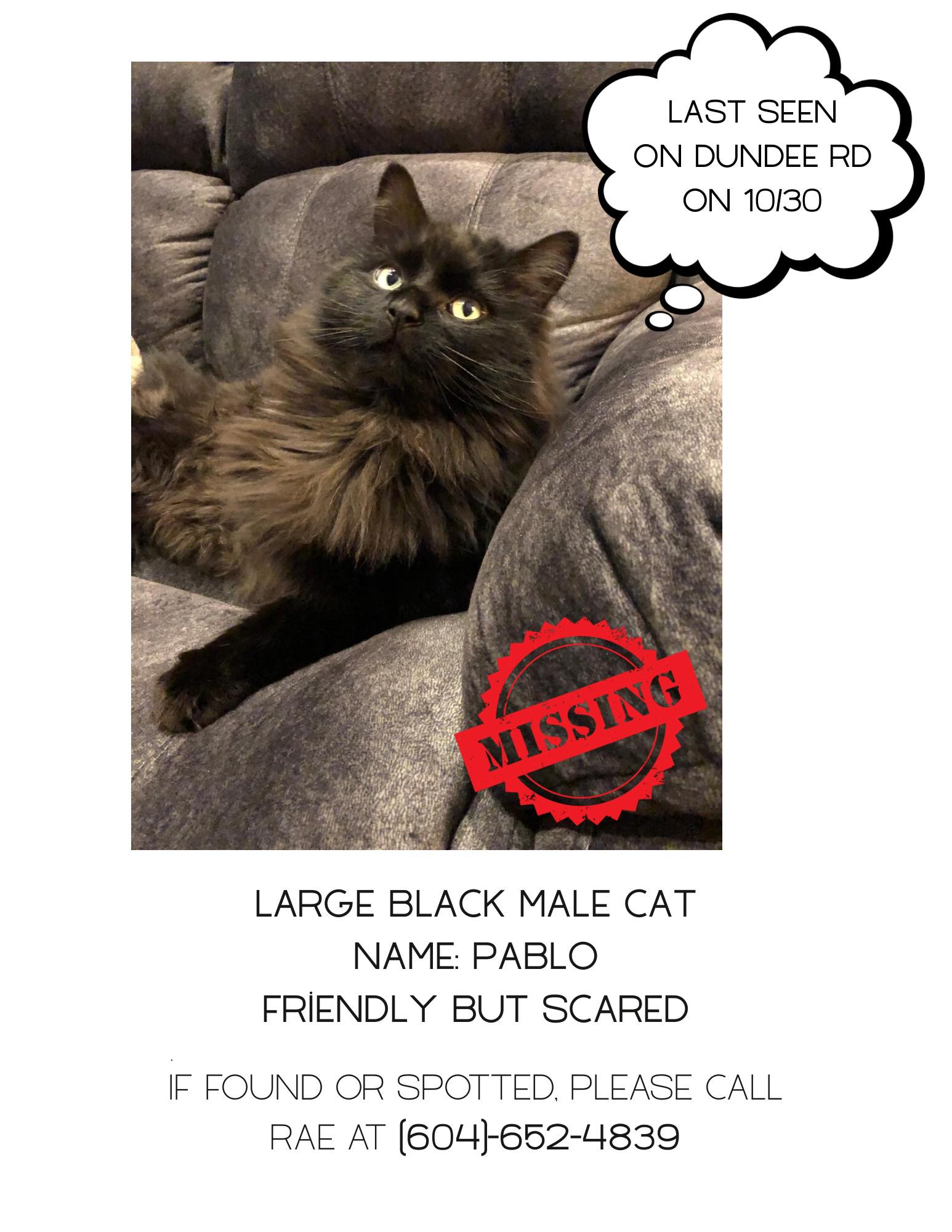 Kelowna Rant and Rave | Our beloved cat Eep has gone missing | Facebook
