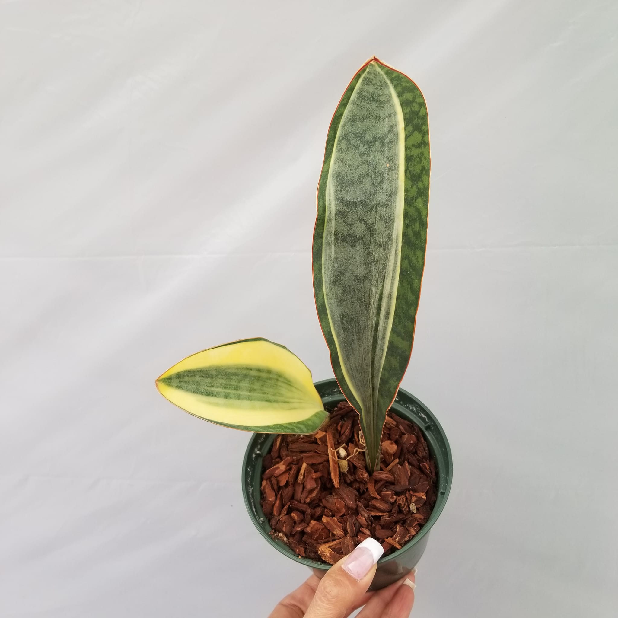 Sansevieria Mafinga ES 849 white variegated plant for sale