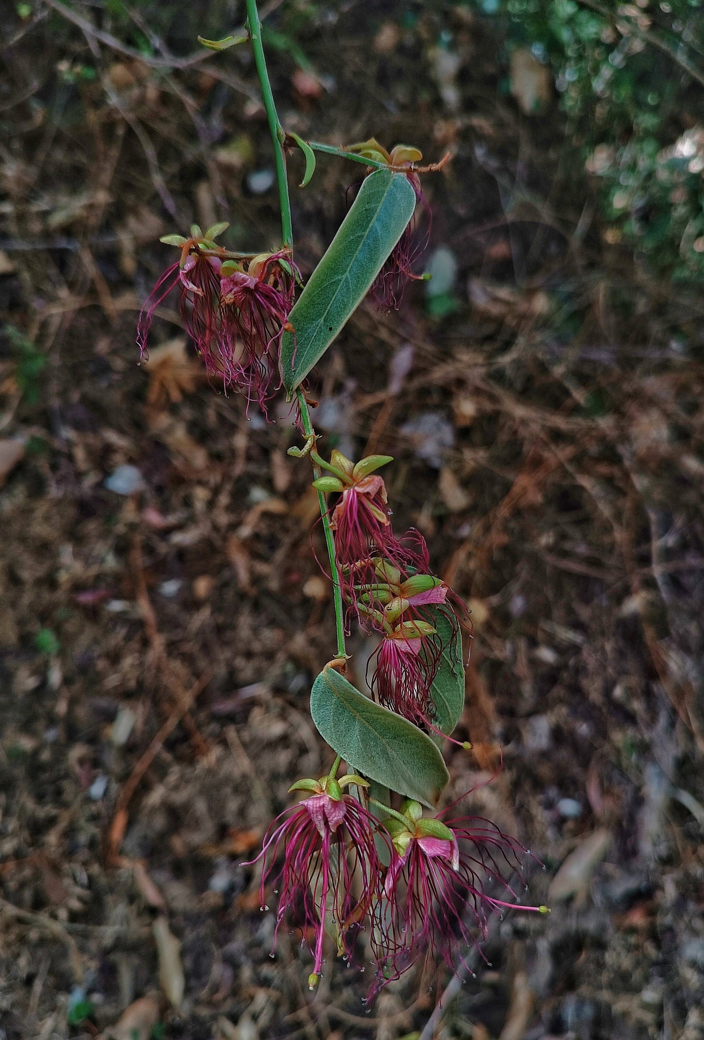 Co's Digital Flora of the Philippines | Capparis sp. in Licuan-Bay ...