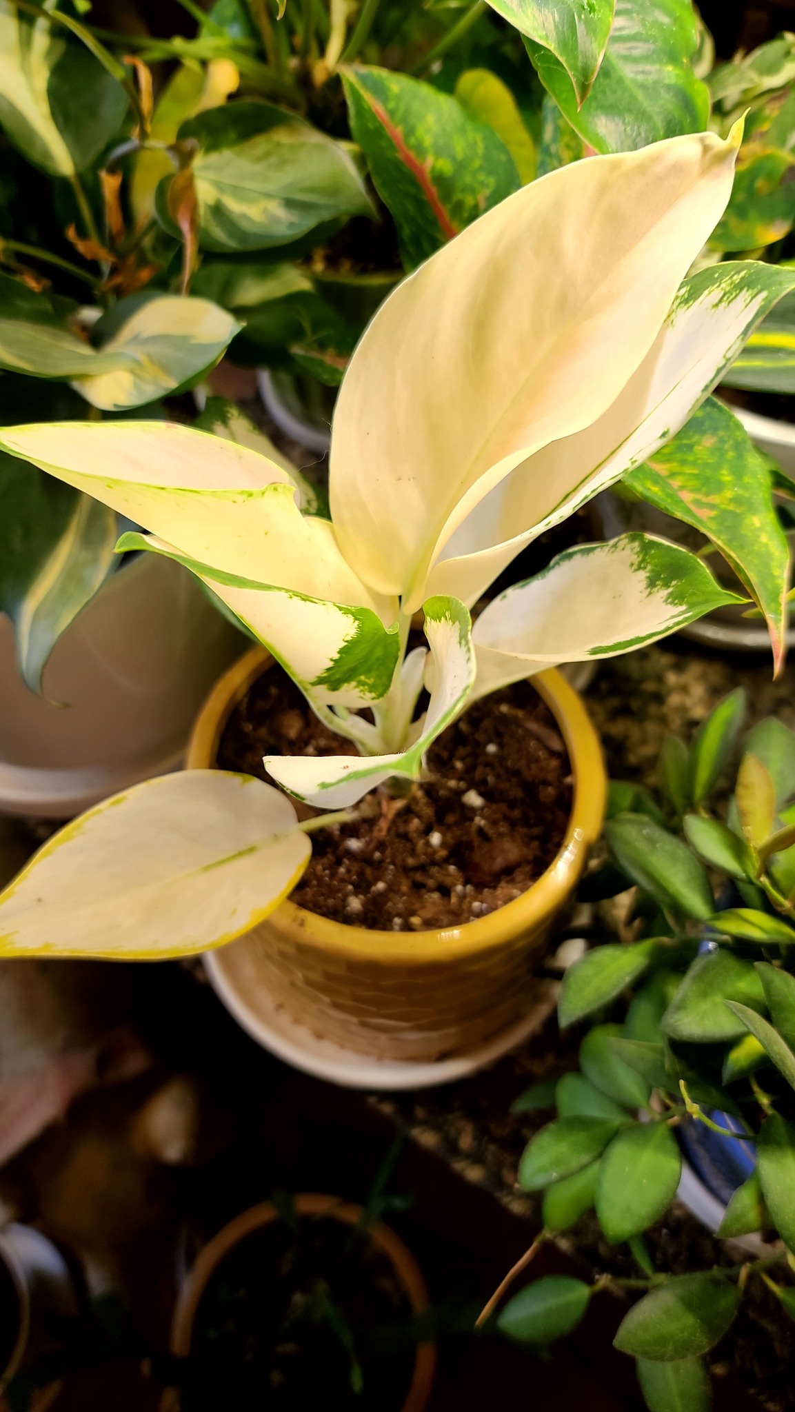 Aglaonema Cochin Original Variegated Aglaonema Peach Cochin