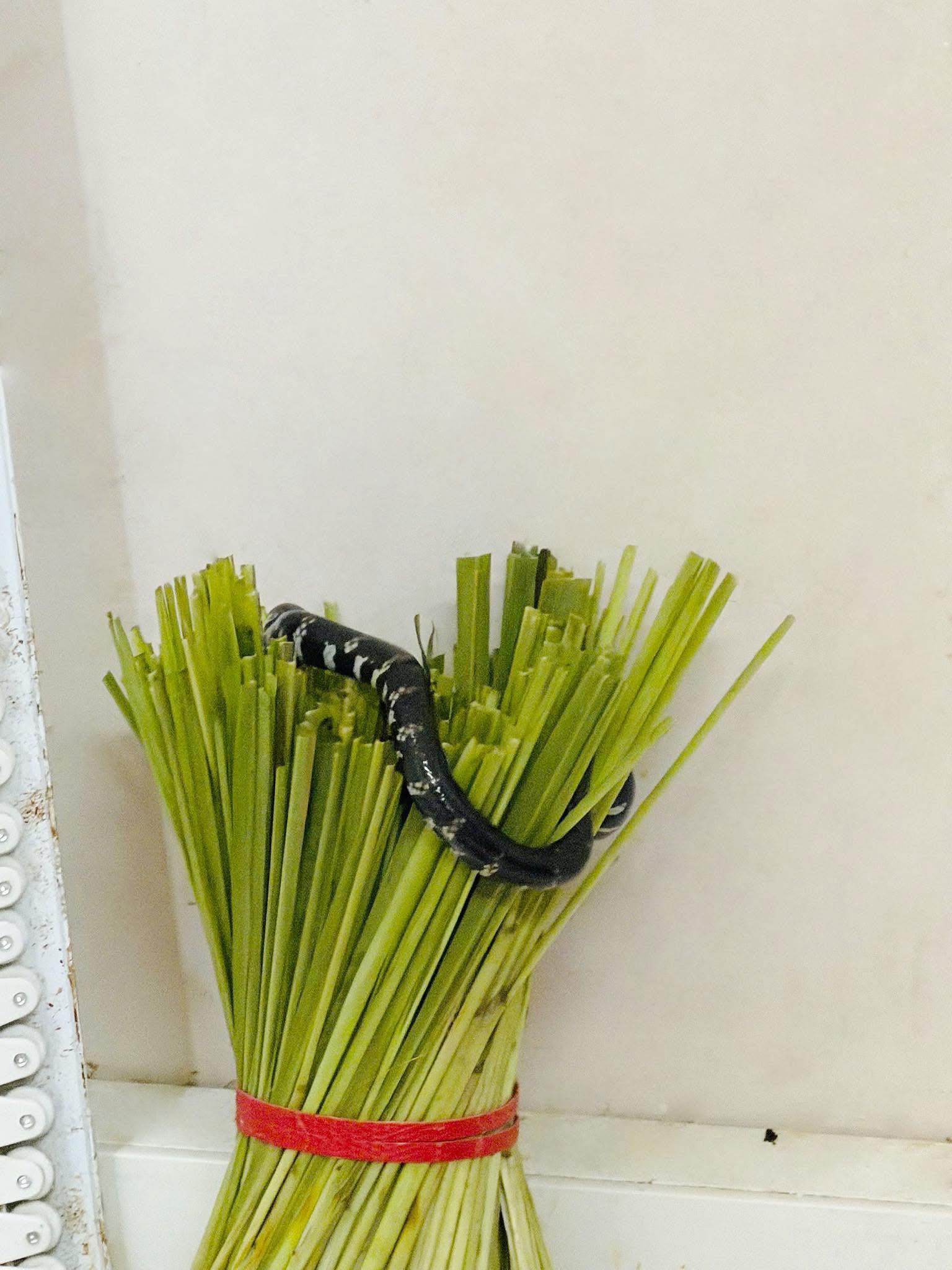 Triết - Nghe mọi người hiến kế: “Bỏ sả đi, rắn sợ sả lắm, nó sẽ bò đi ...