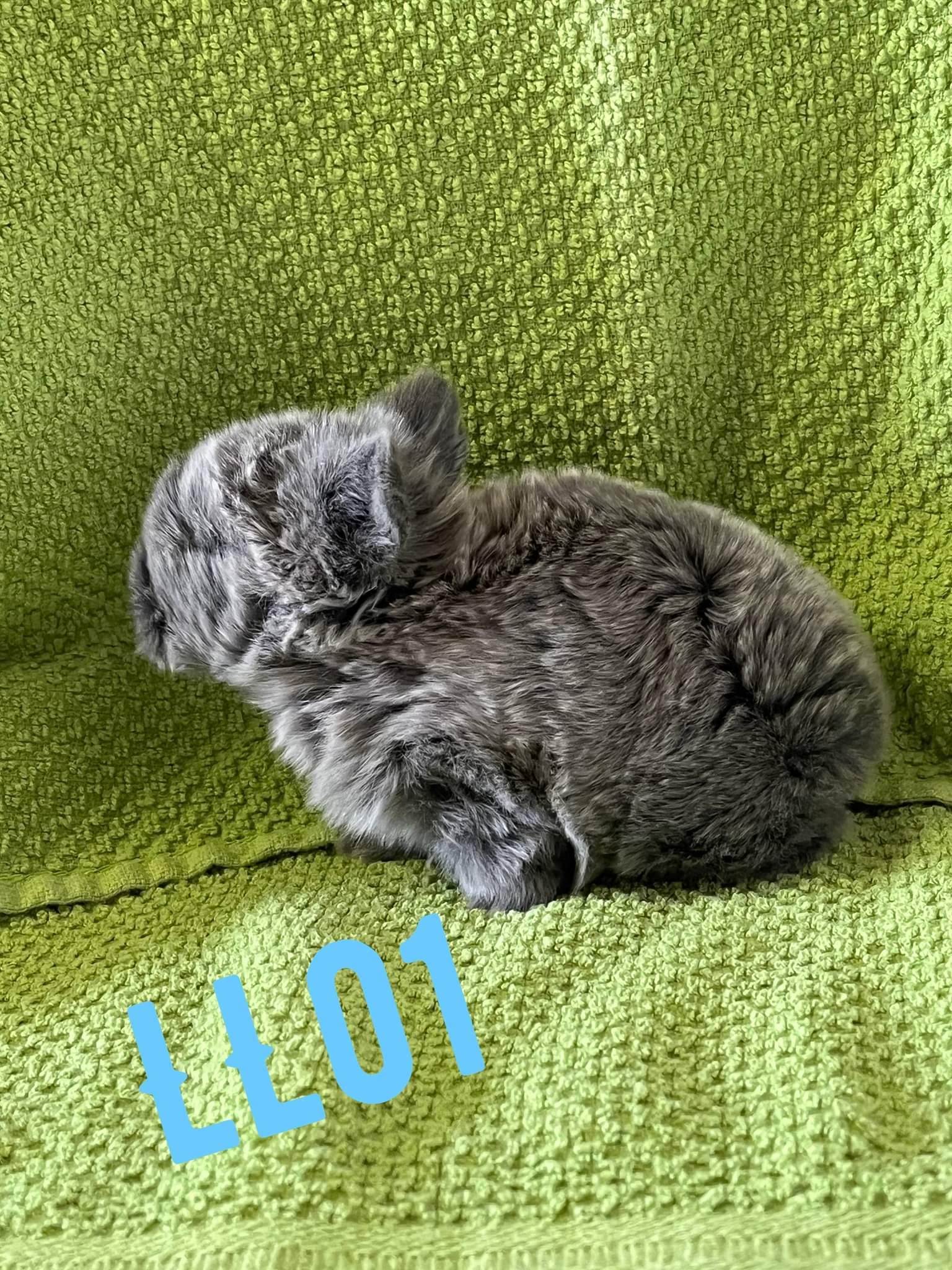 Dumplin' Rabbitry