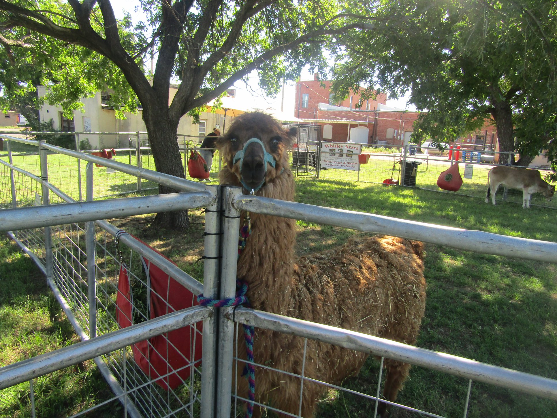 More Zoo pictures of our fun... - Motley County Library | Facebook