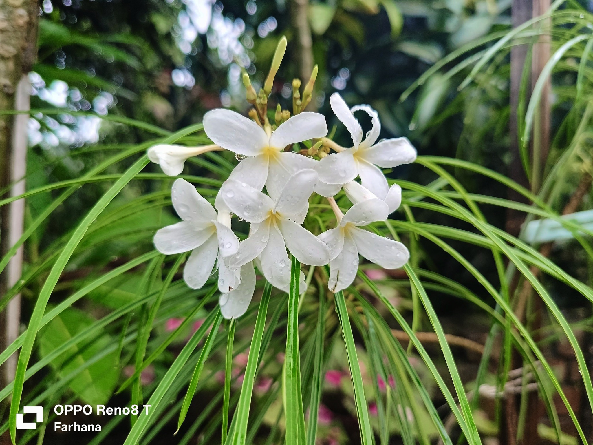বৃক্ষ বাজার 🌿 Plants Glamour World | আমার ঝাউ গাছের ফুল 🥱🥱🥱 | Facebook