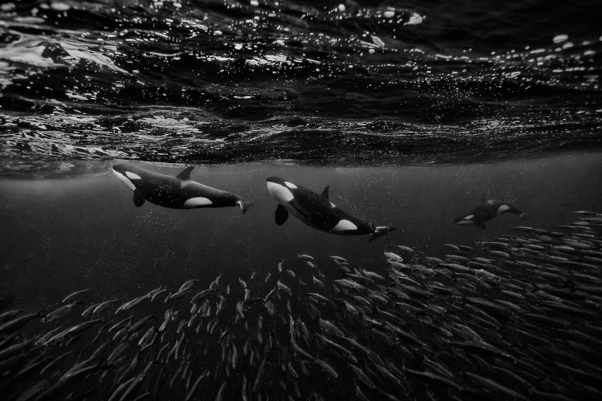 Orca Week - The intelligence and social dynamics of orcas, working as a ...