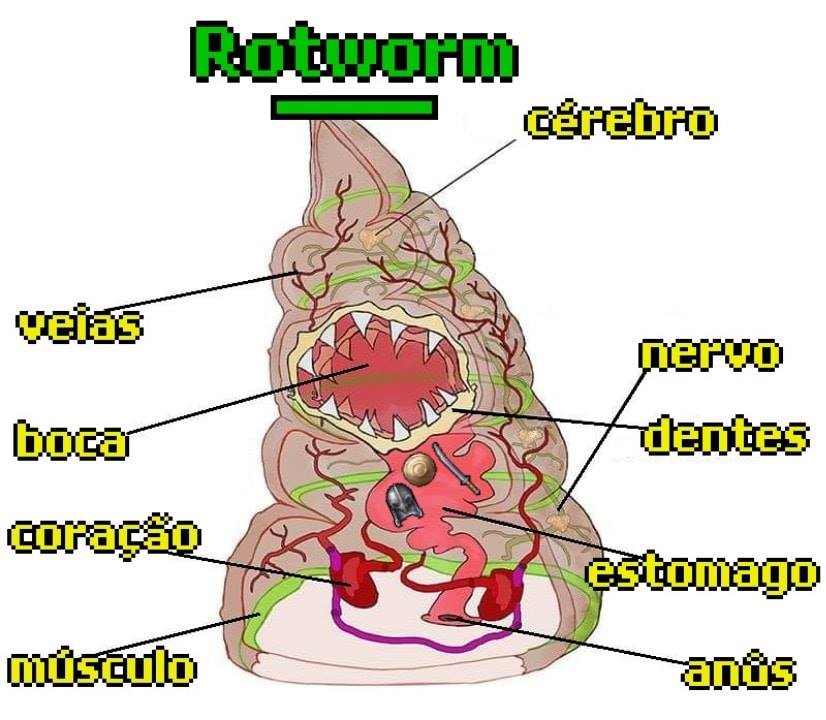 Old Tibia - Anatomia da Rot | Facebook