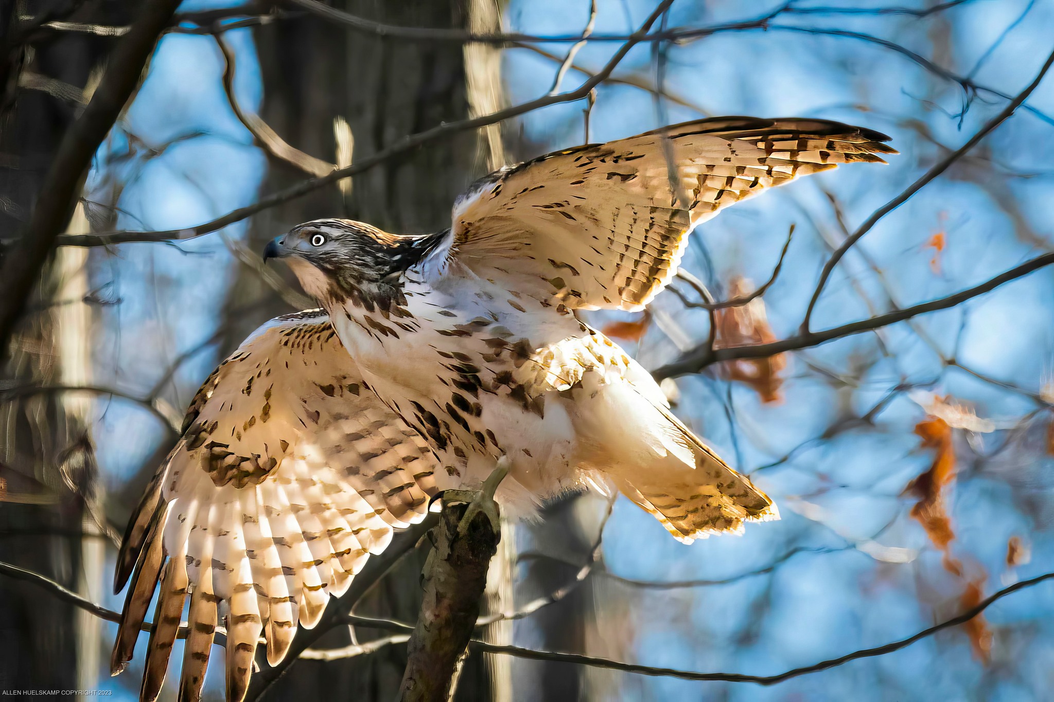 A Red-tailed Hawk soaring against blue skies. Red-tailed Hawk 