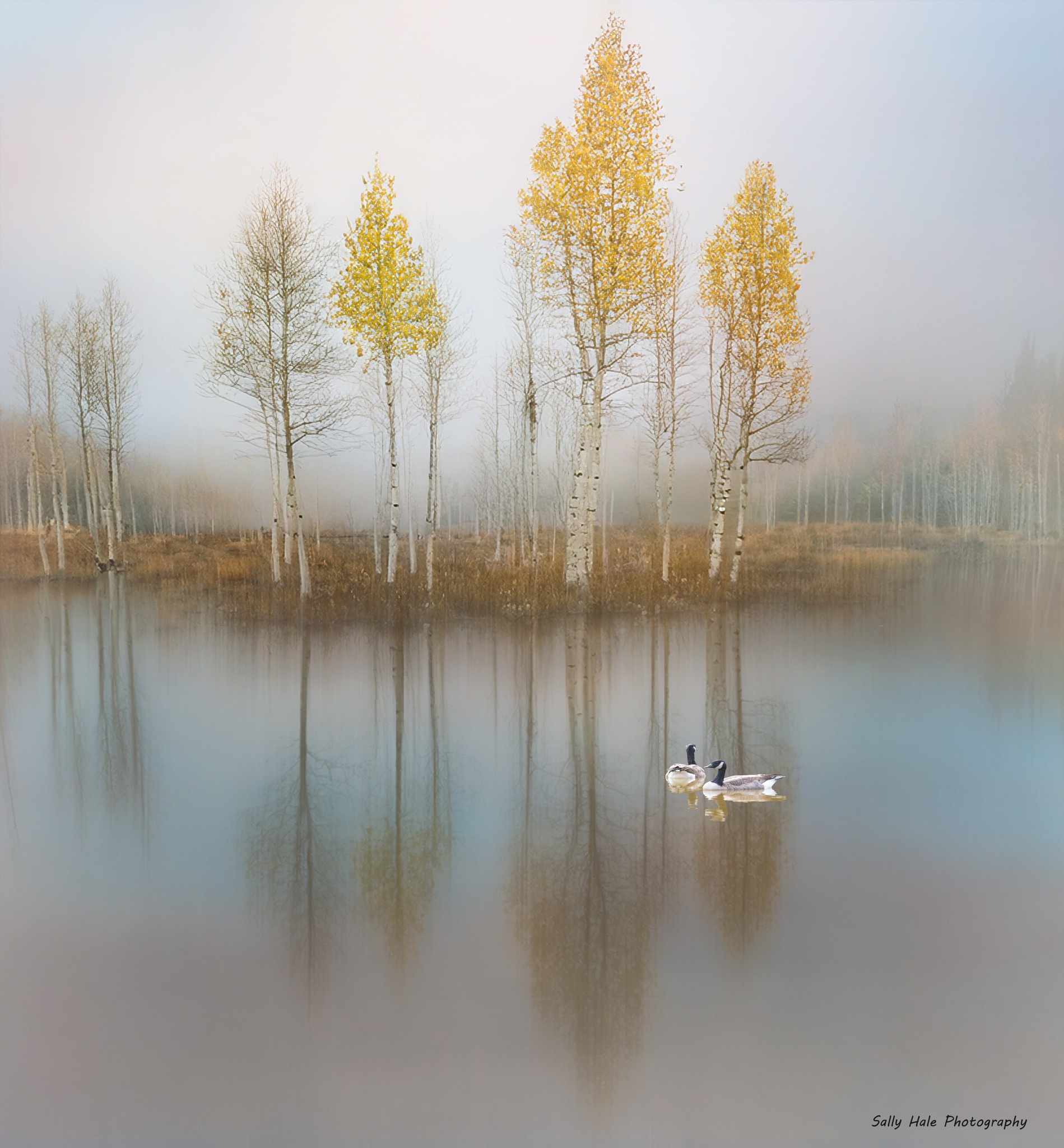 Fine Art Photography Using Digital Textures | Aspens in the Fog | Facebook