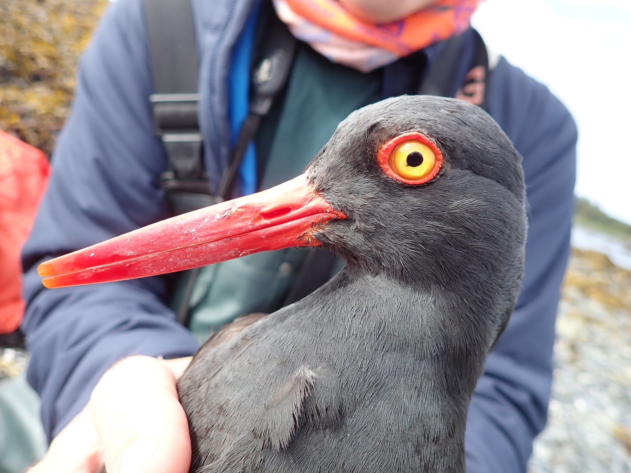 Story featuring RMOT Grad and VIU Bird... - VIU Bird Banding | Facebook