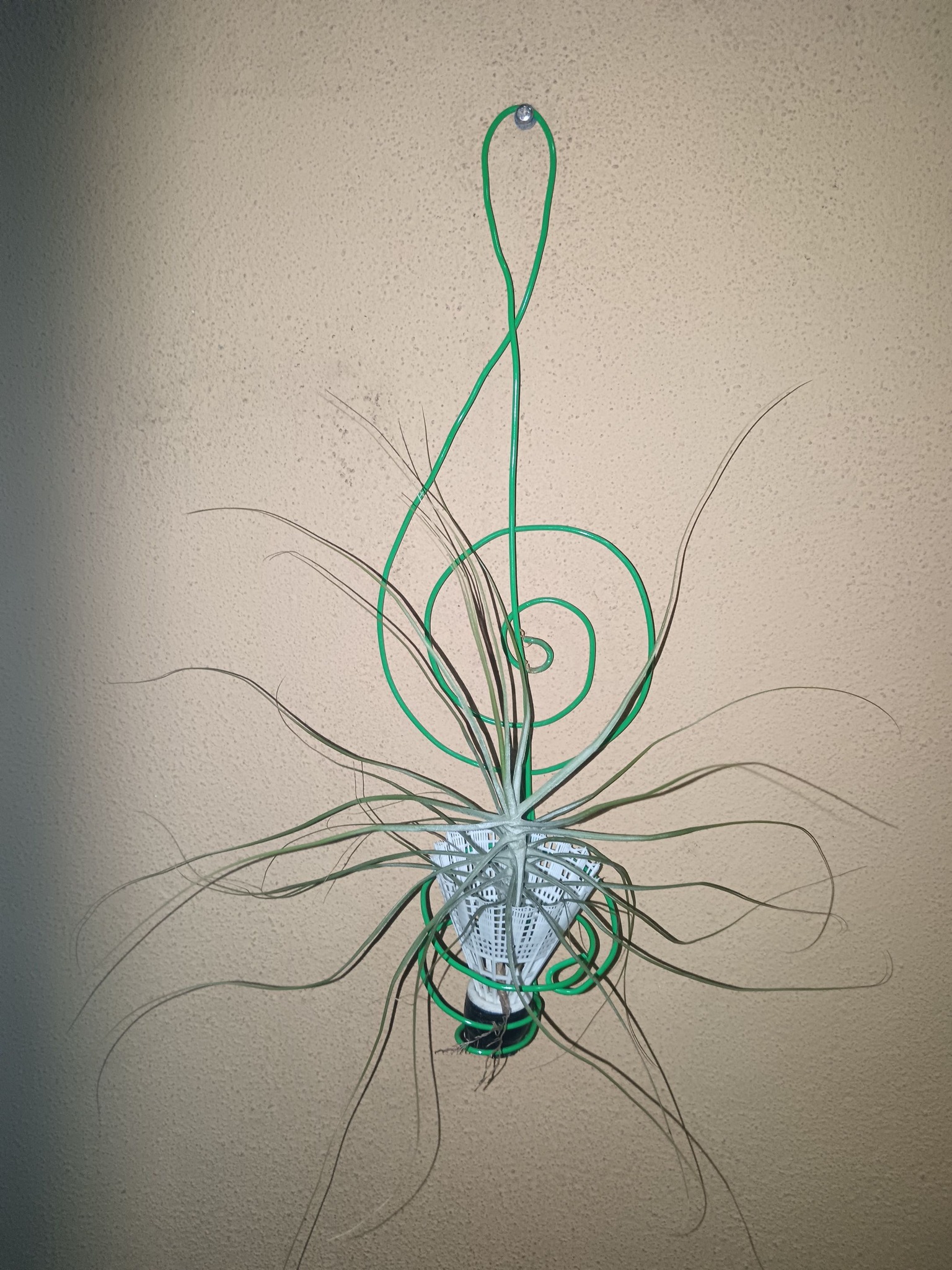 Tillandsia oropezana