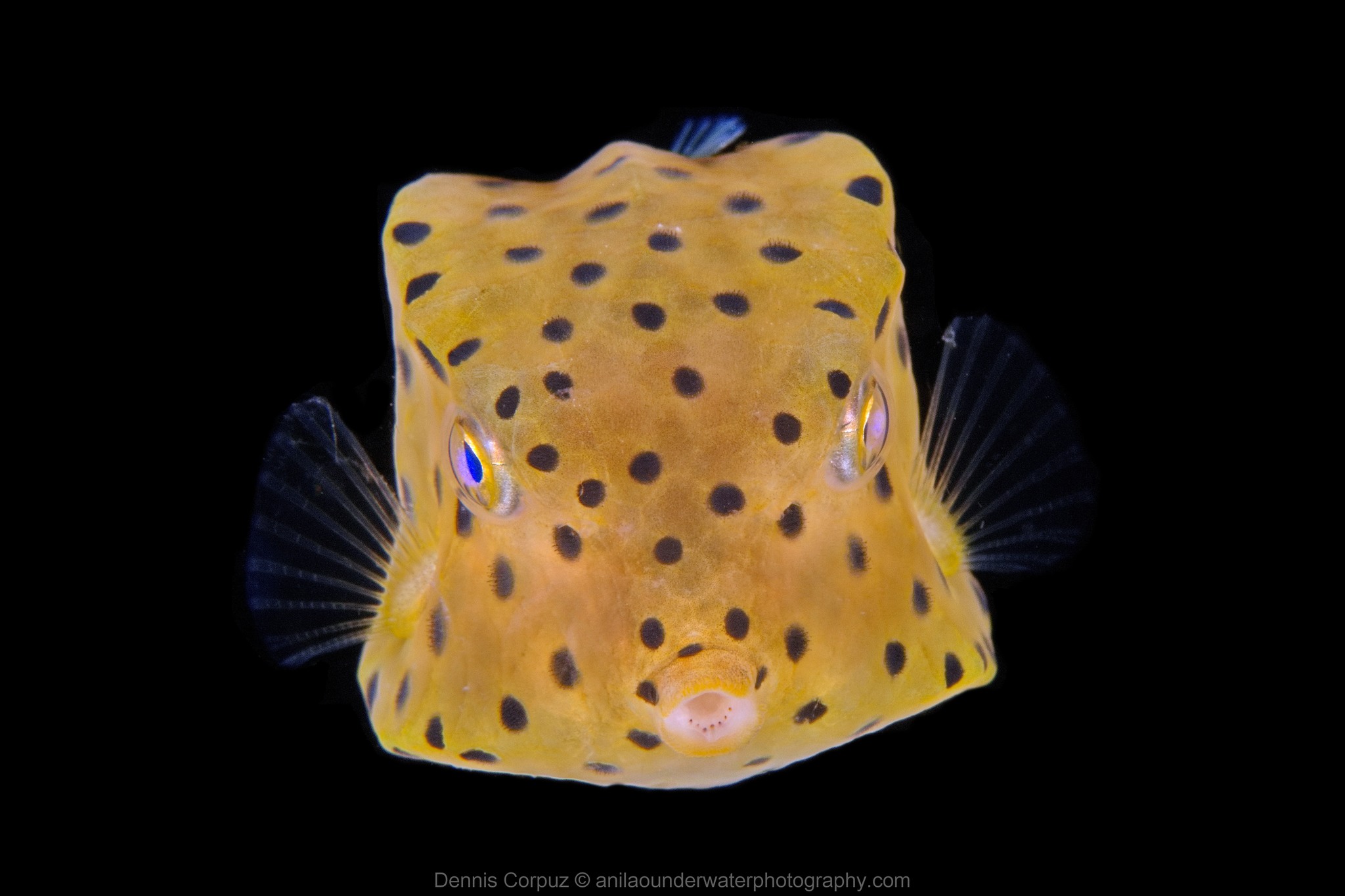 deepwater box fish Black Boxfish: Female  Sea Dwelling Creatures Cubicus Boxfish: Saltwater Aquarium Fish