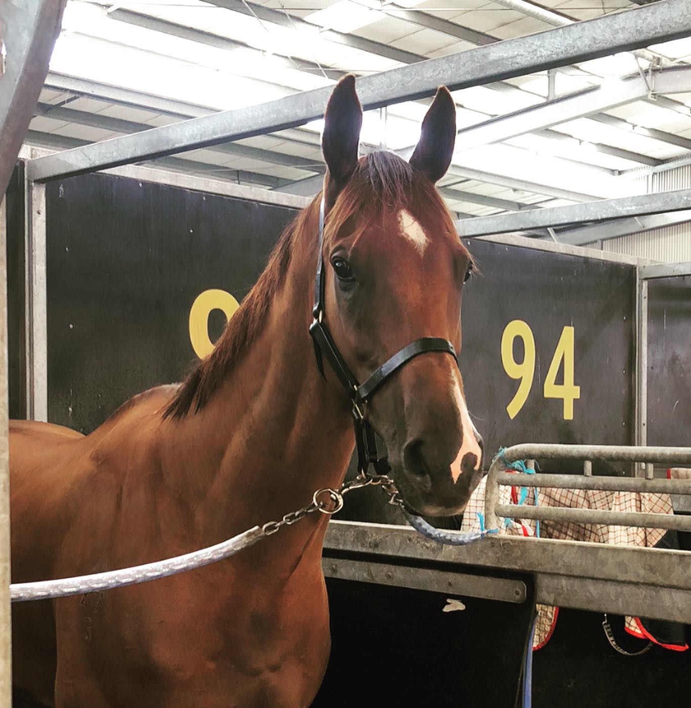 Meet some of the team at trackwork 🏇😎... - Cunningham Racing