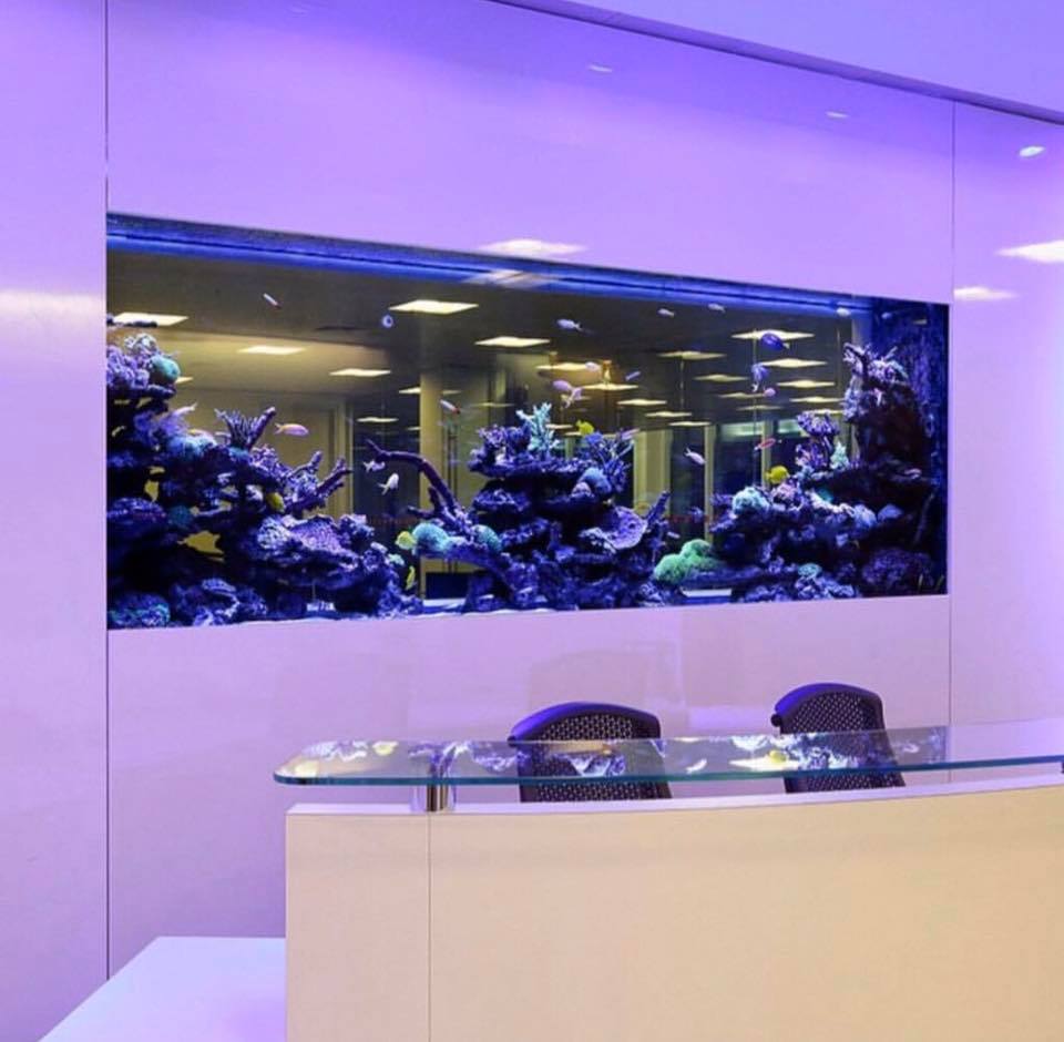 Curated visual reference: Fresh Look at Aquarium Ph We Design Build Install Set Up And Maintain
