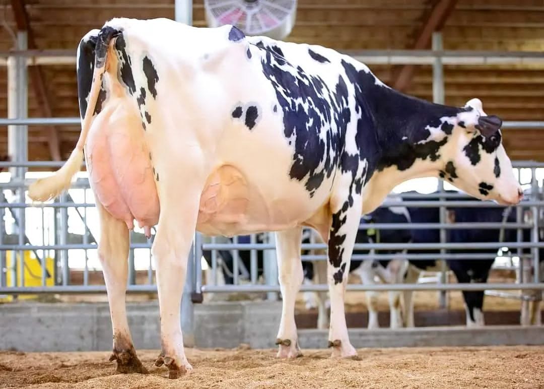 Sarb Dairy Farm ਸਰਬ ਡੈਅਰੀ ਫਾਰਮ