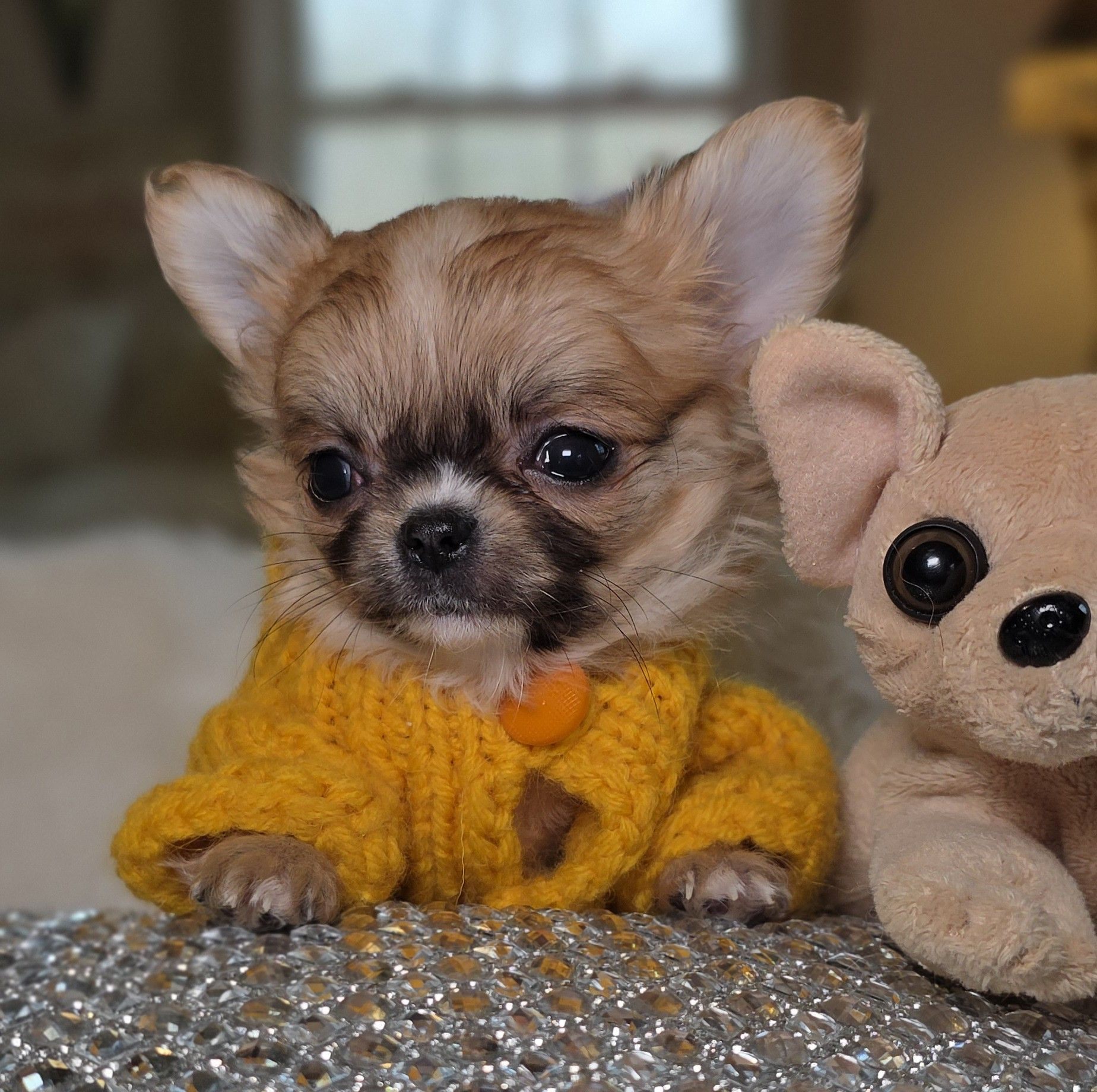 My sweet Bella who thinks she is a chihuahua and teaches them all to ...