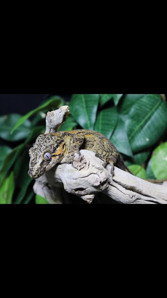 Groovy Geckos