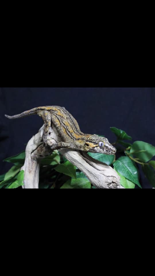 Groovy Geckos