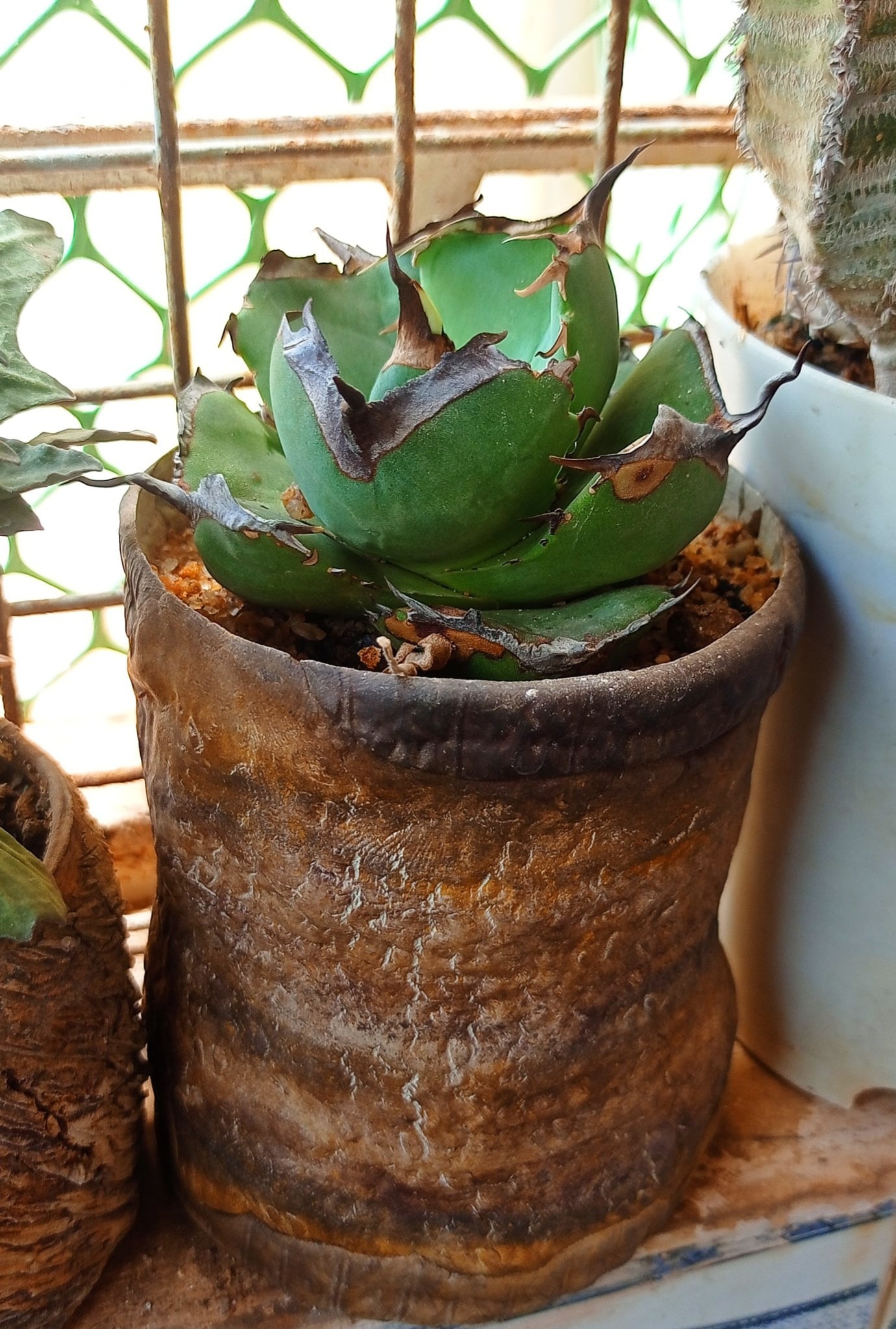 Agave Titanota Juggernaut ❤️ Love this compact form. #agave