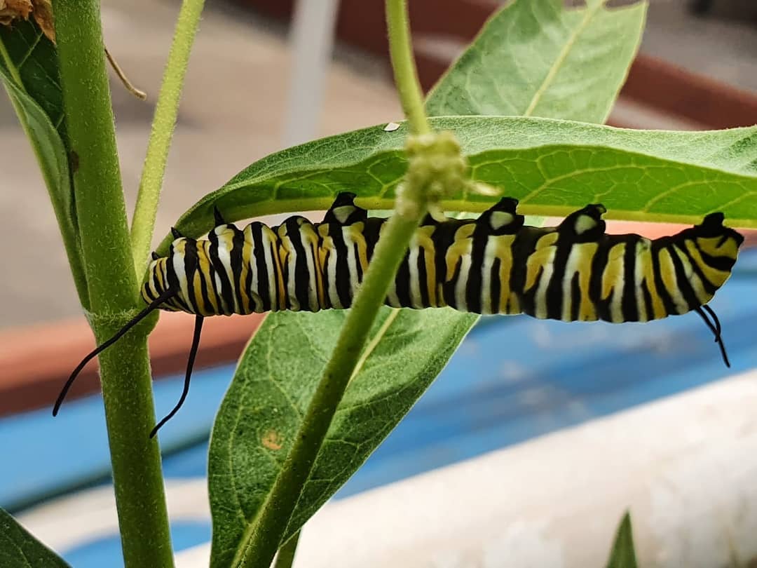 Programa Correo Real- Mariposa Monarca - LARVAS DE LA MONARCA Y SUS ...