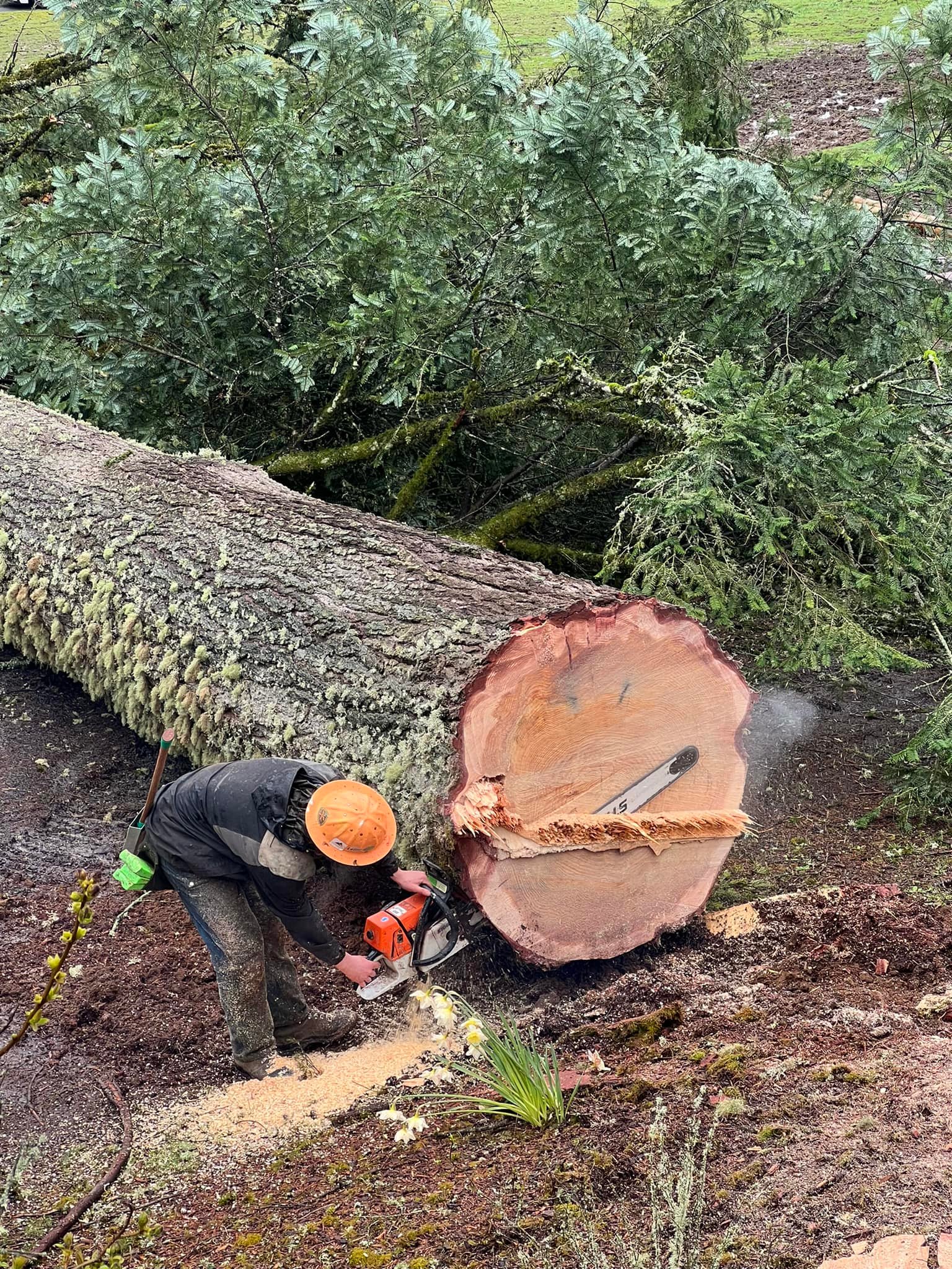 Hildenbrand Timber Falling | Carson WA