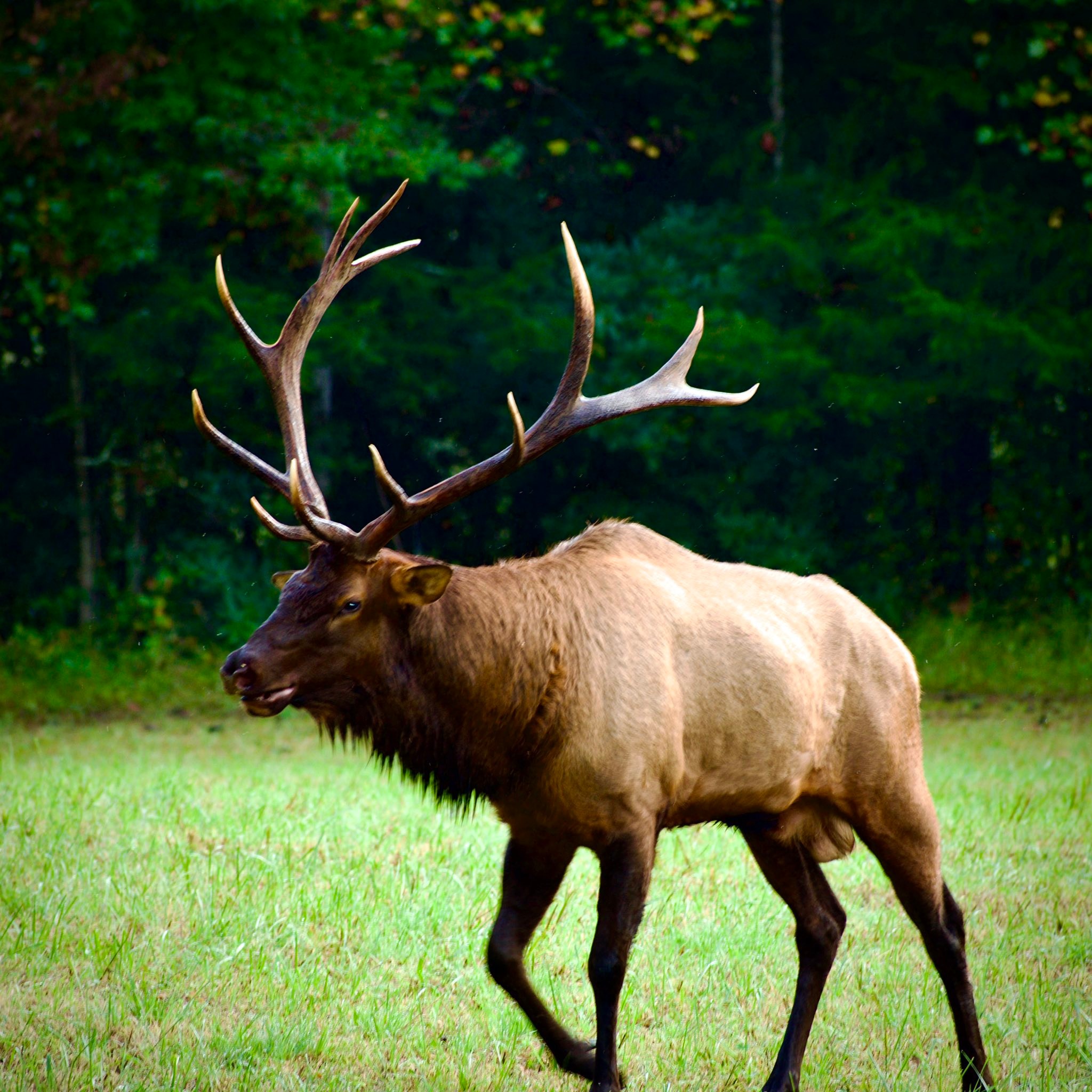 Blue Ridge Mountain Life Group | Cherokee N.C. Elk. | Facebook