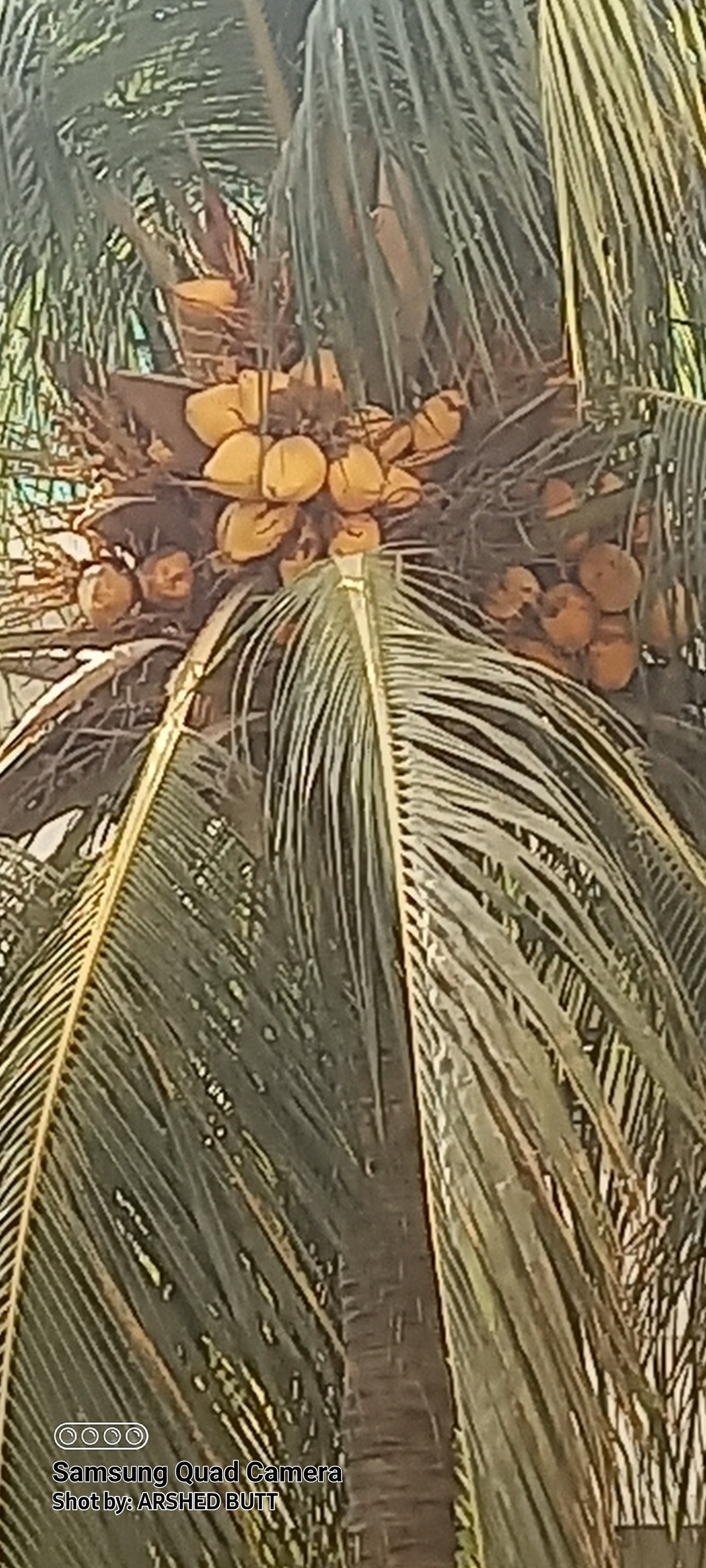 Not sure what Palm Tree is this, the fruits are interesting