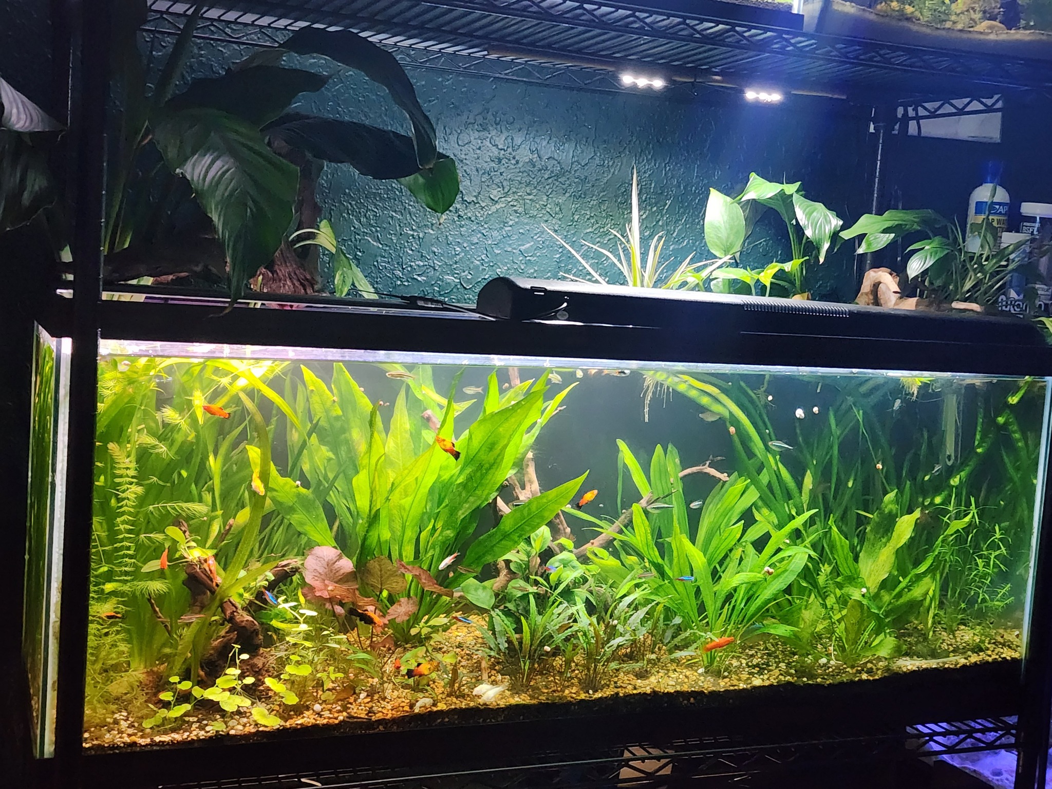 FEMALE ONLY X2 - Live Aquarium Guppy Fish High Quality - HB Half Black