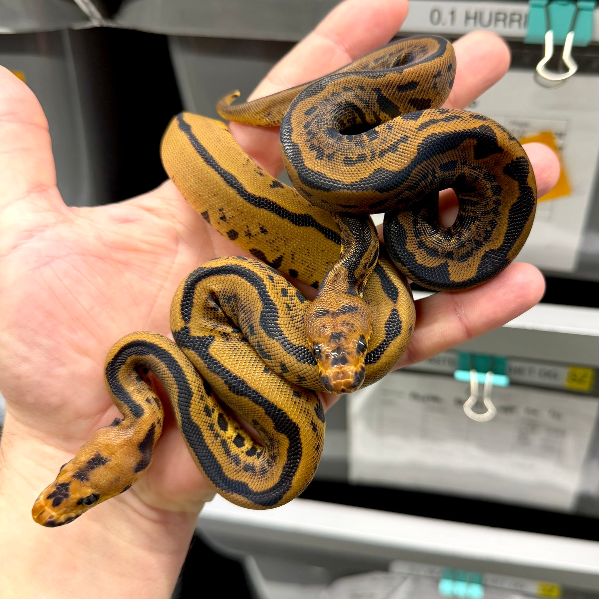 Super Leopard Confusion Clown! This guy is absolutely WICKED