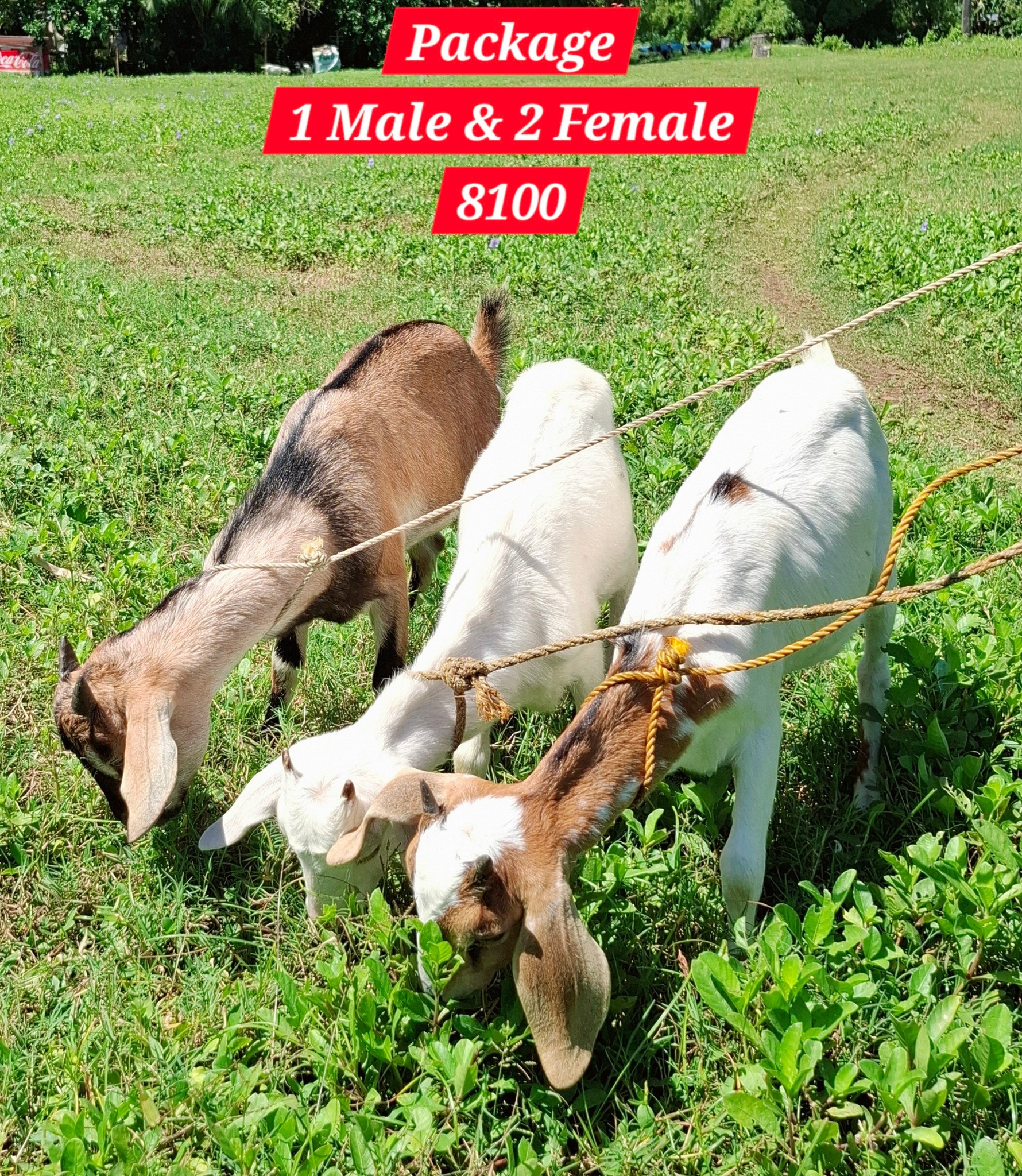 Goat Raisers Cagayan de Oro | FS🐐🐐🐐 El Salvador location PM or call ...