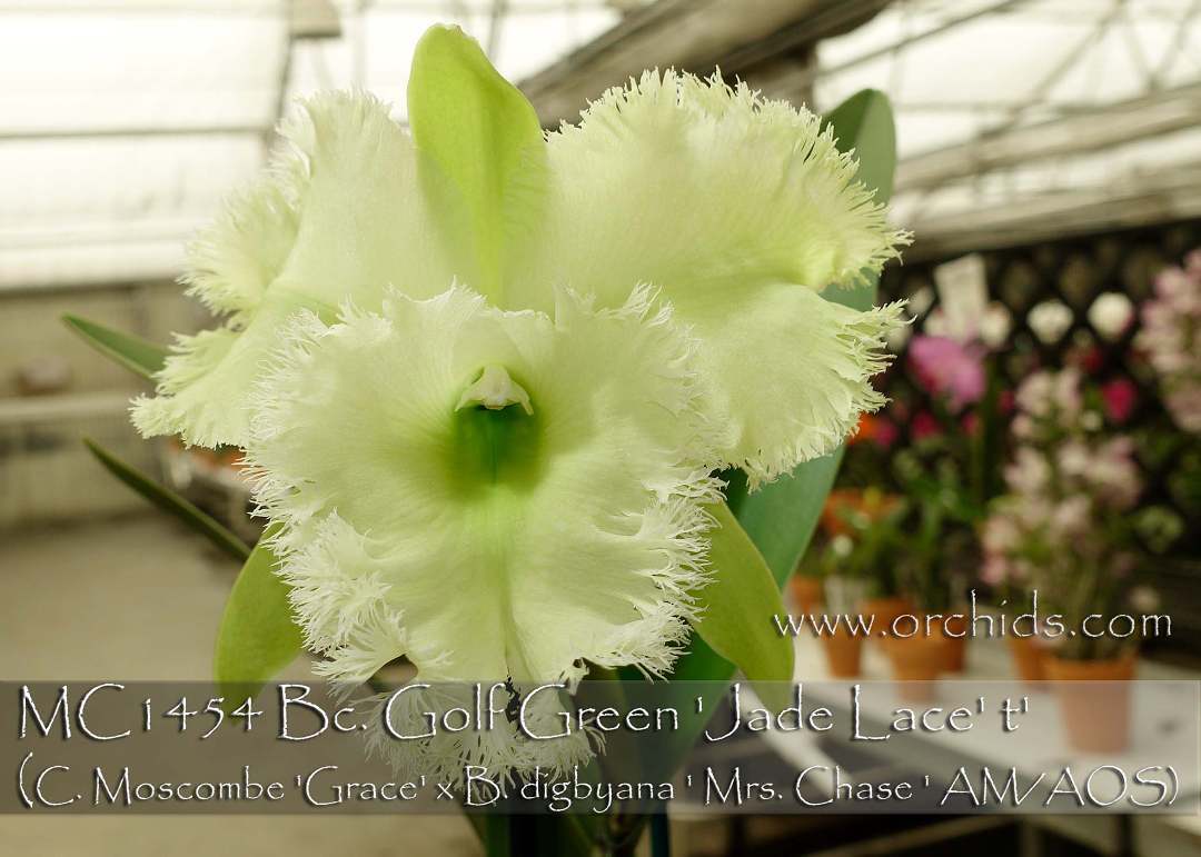 orchids.com - MC1454 Bc. Golf Green 'Jade Lace' (C. Moscombe