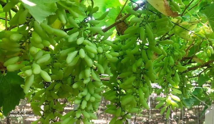 Draksh Sheti Pandharpur 🍇 | Facebook