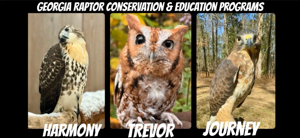 Meet the Raptors LIVE In-Store at Wild Birds Unlimited of Atlanta