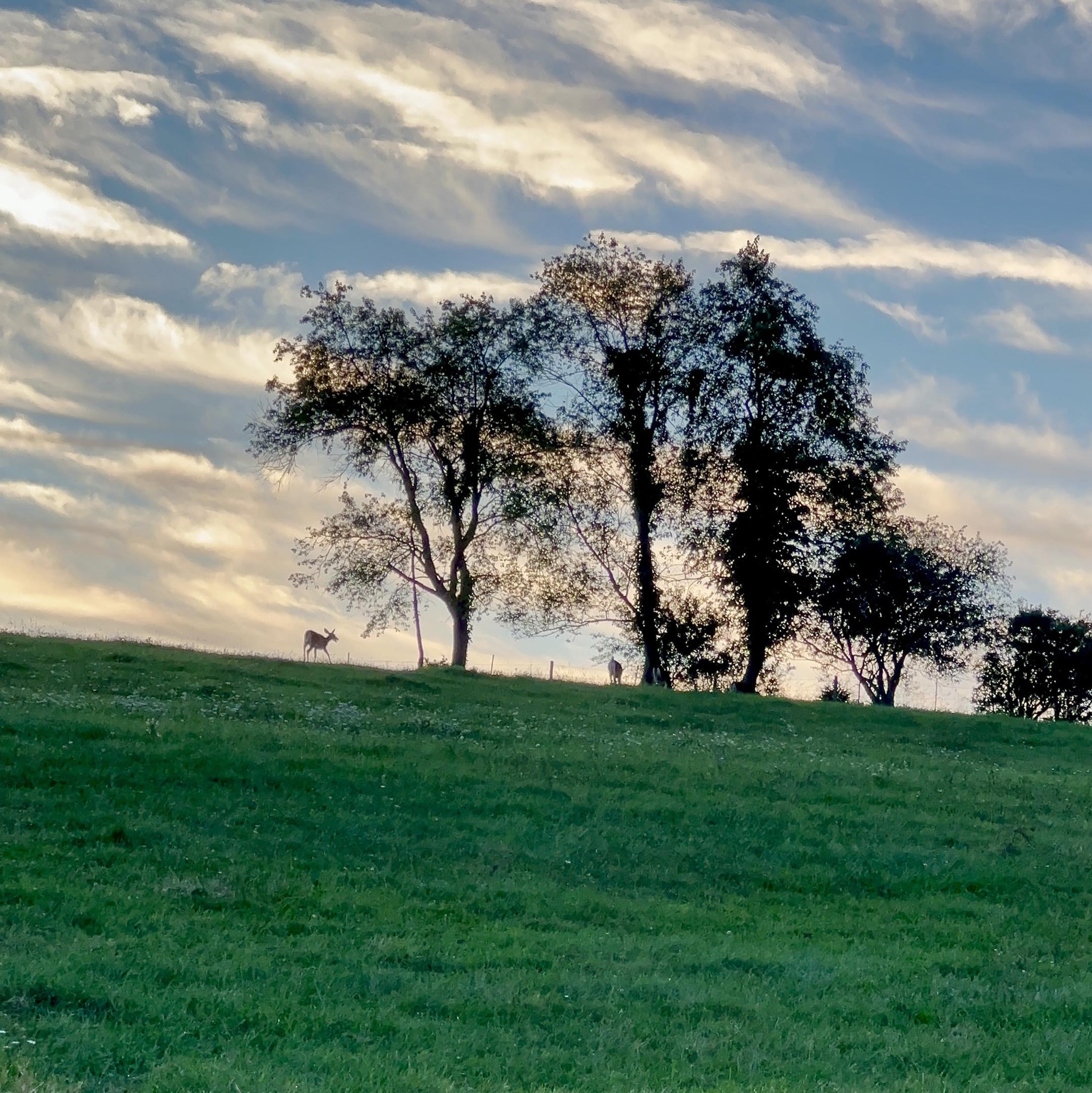 Tree swallows gathering at the shore.Watch Hill. 9/7/26 | Erik Hanka